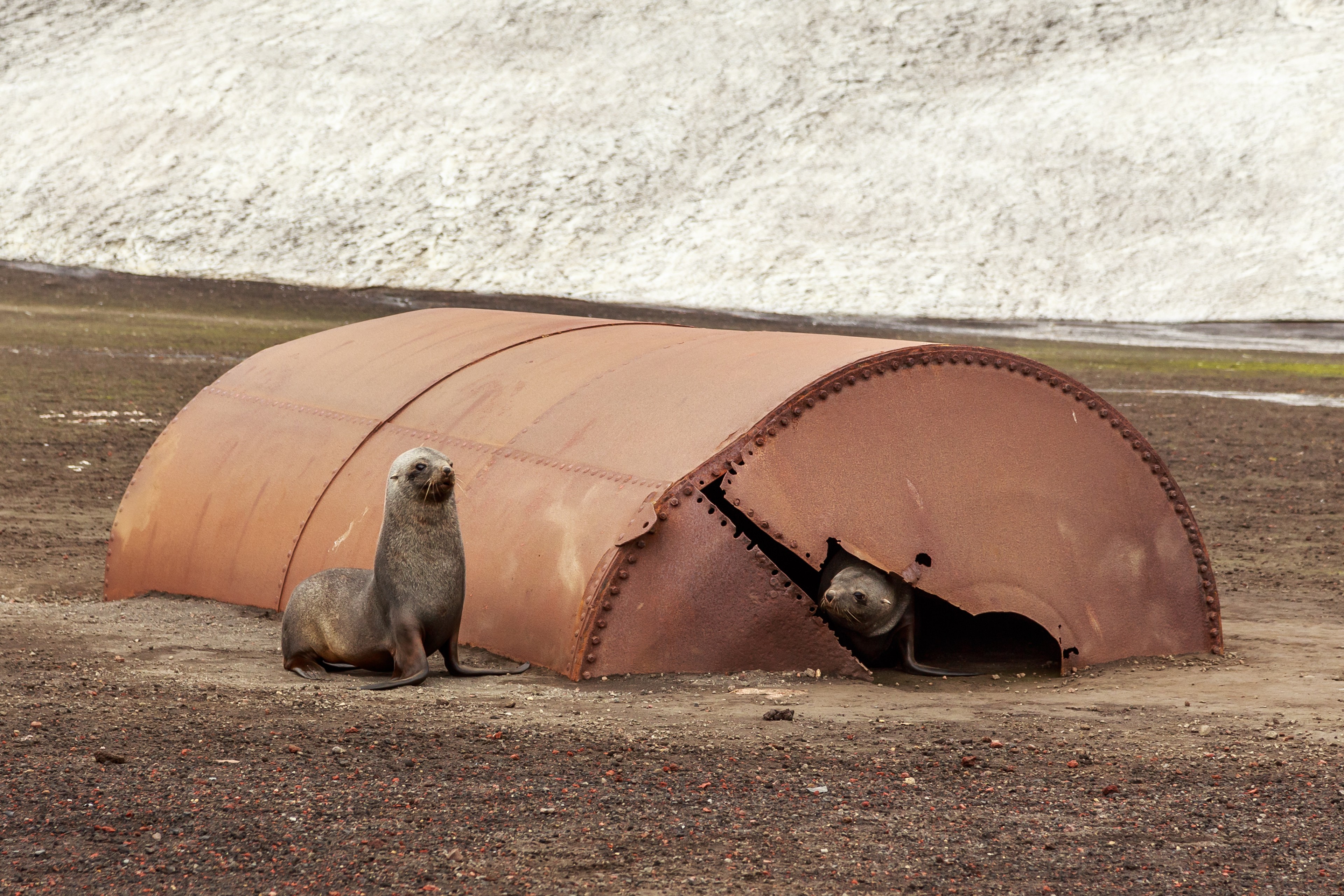 Seals play around junk left behind on Deception Island, Antarctica. The human footprint is difficult to erase./Wikimedia Commons