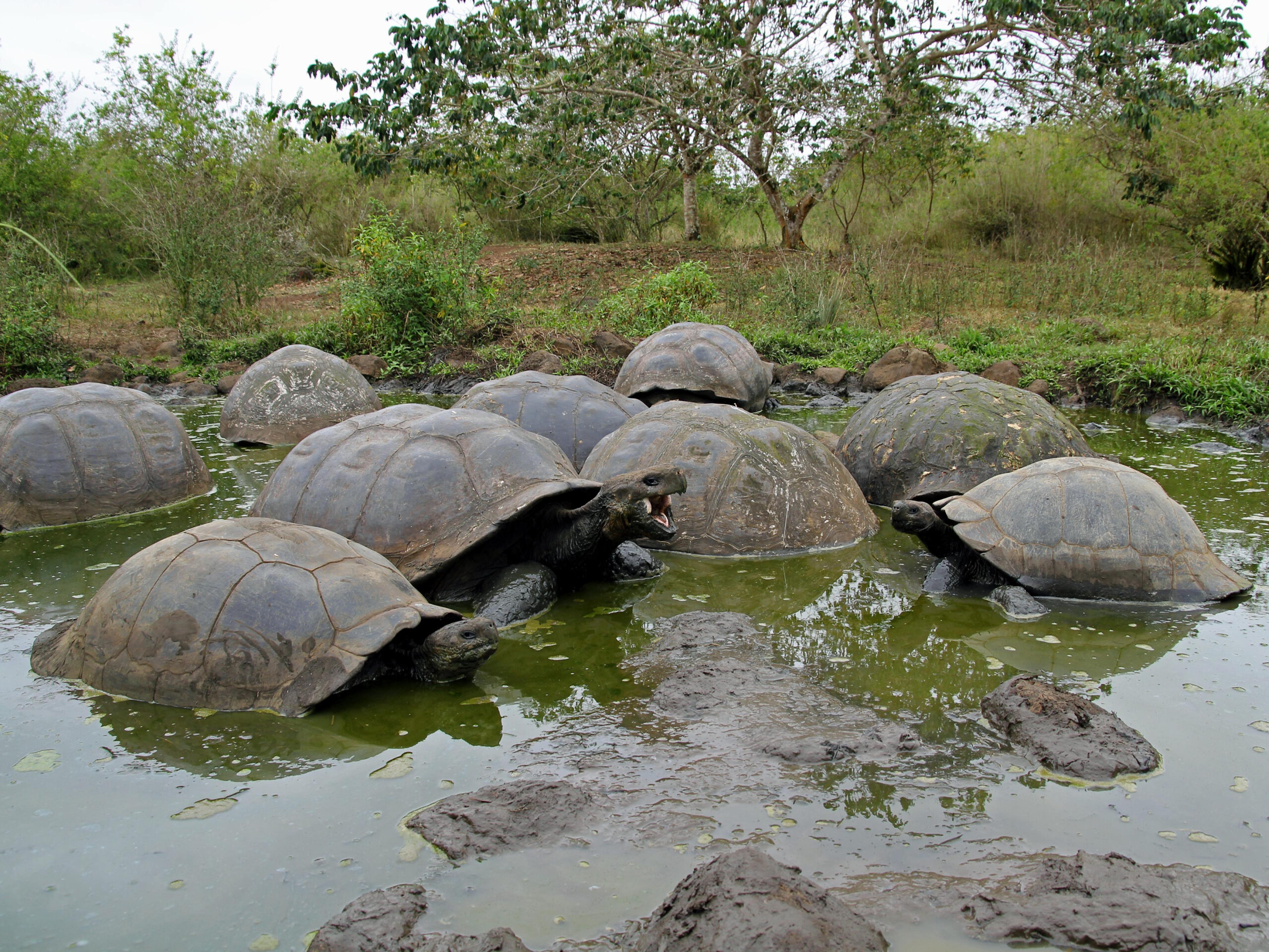 Giant tortoises in the Galápagos may live a century or more./Shutterstock