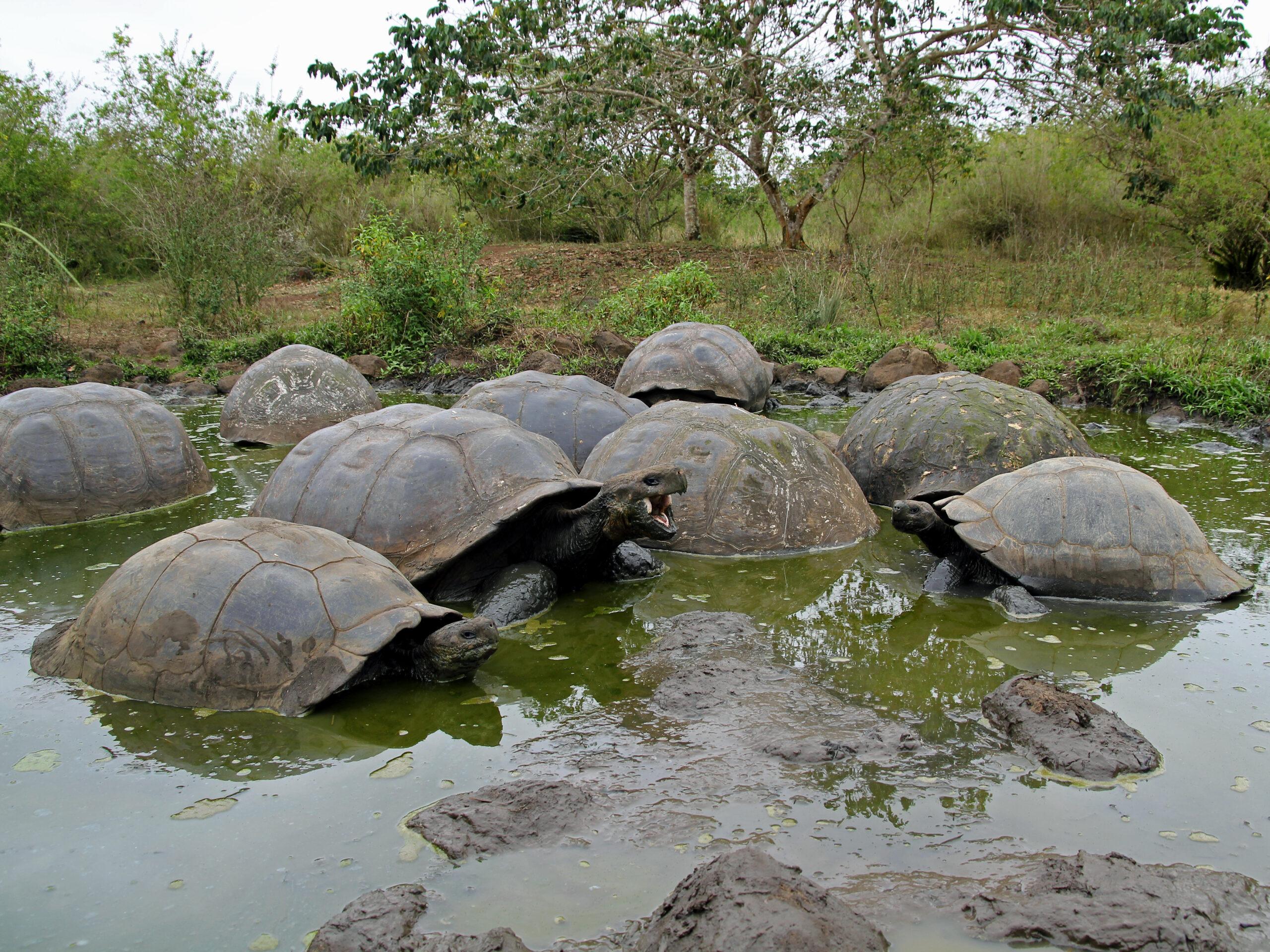 Giant tortoises in the Galápagos may live a century or more./Shutterstock