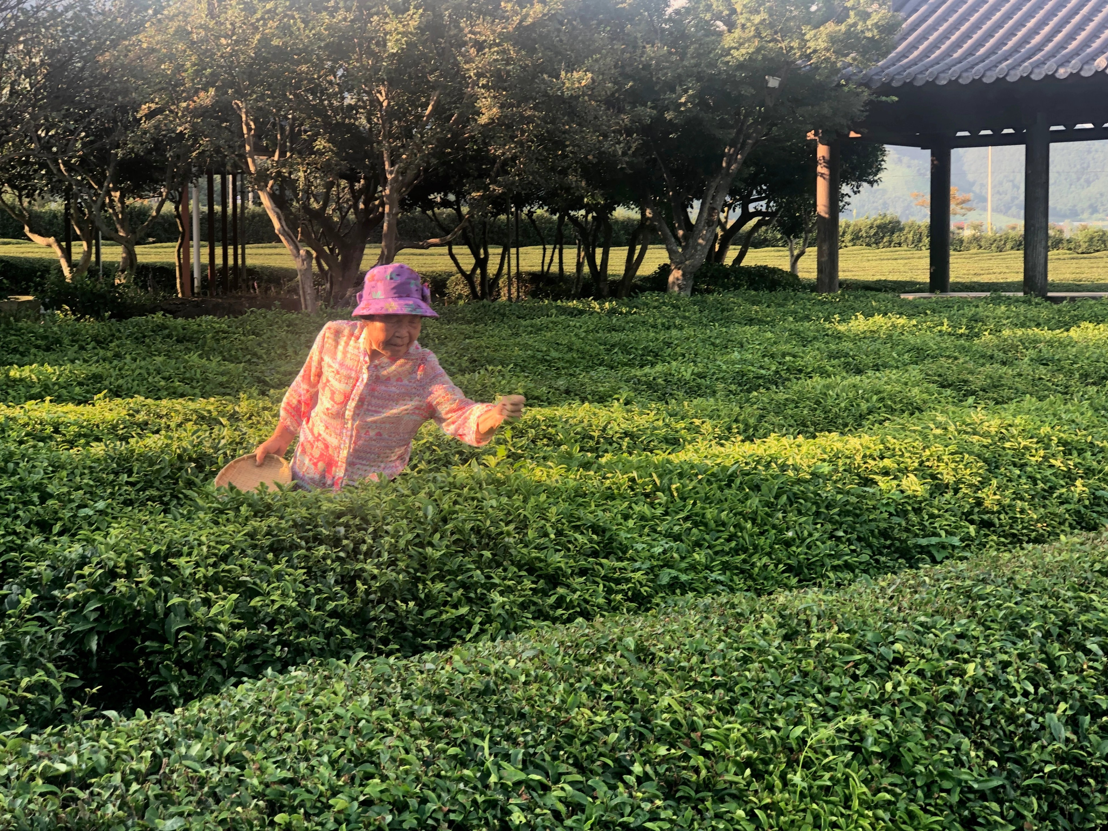 Picking tea at Baekriok, outside of Korea's Yeosu. Photo by Carolyn Spencer Brown