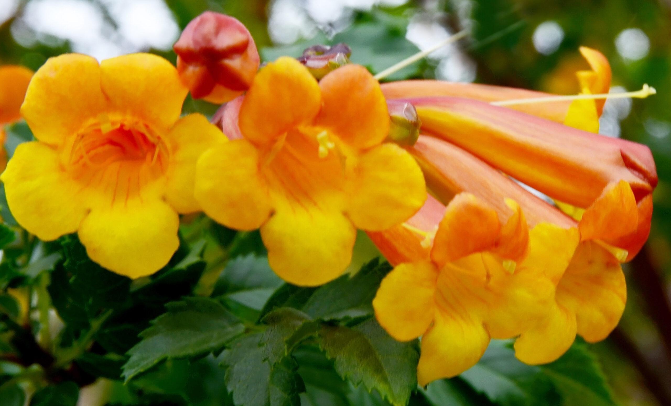 Ginger Thomas, or Trumpetbush, is the official flower of the U.S. Virgin Islands, although its botanical roots are in the U.S. Southwest./Getty Images.