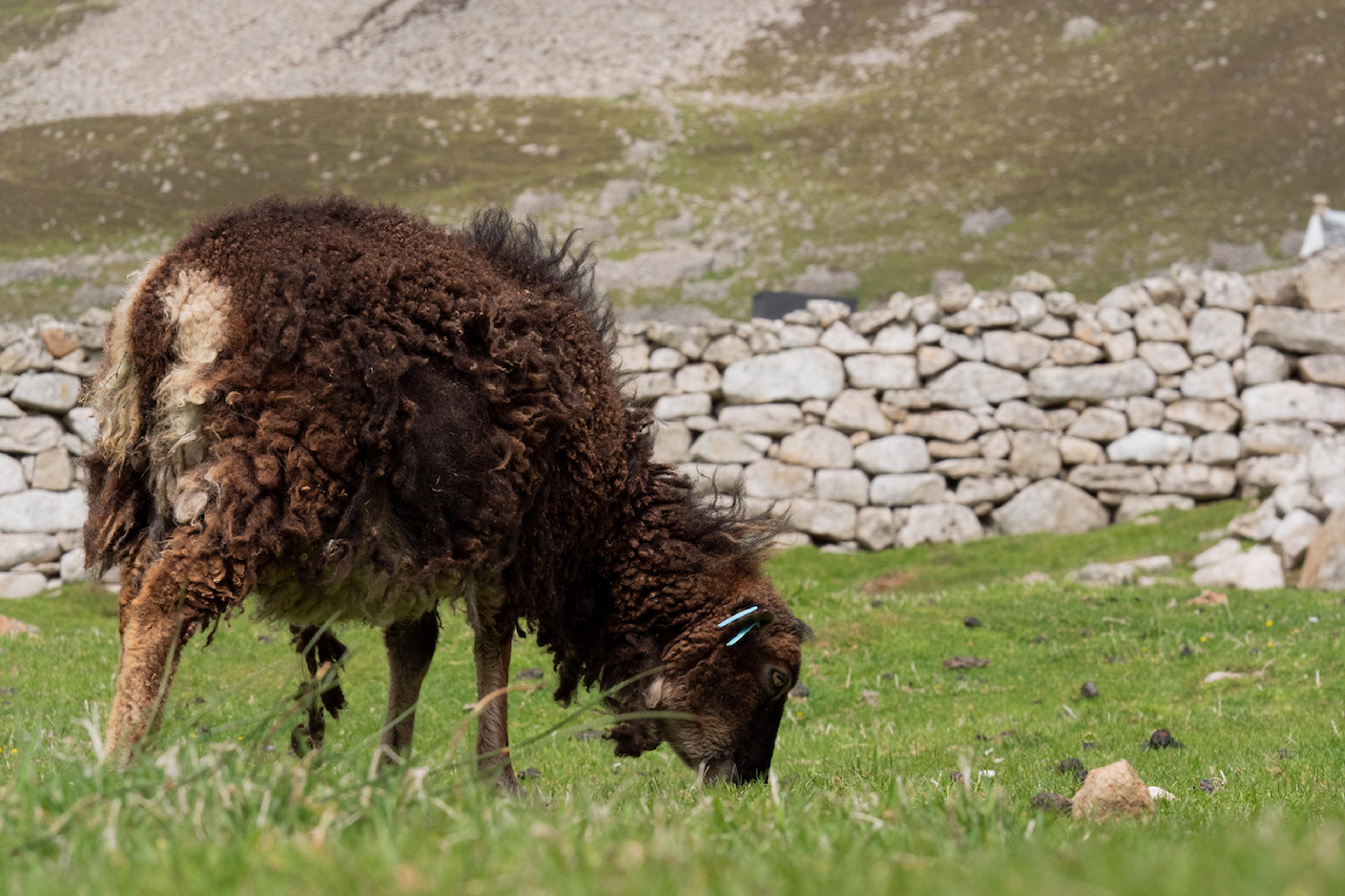 St Kilda's feral sheep./Denis Elterman
