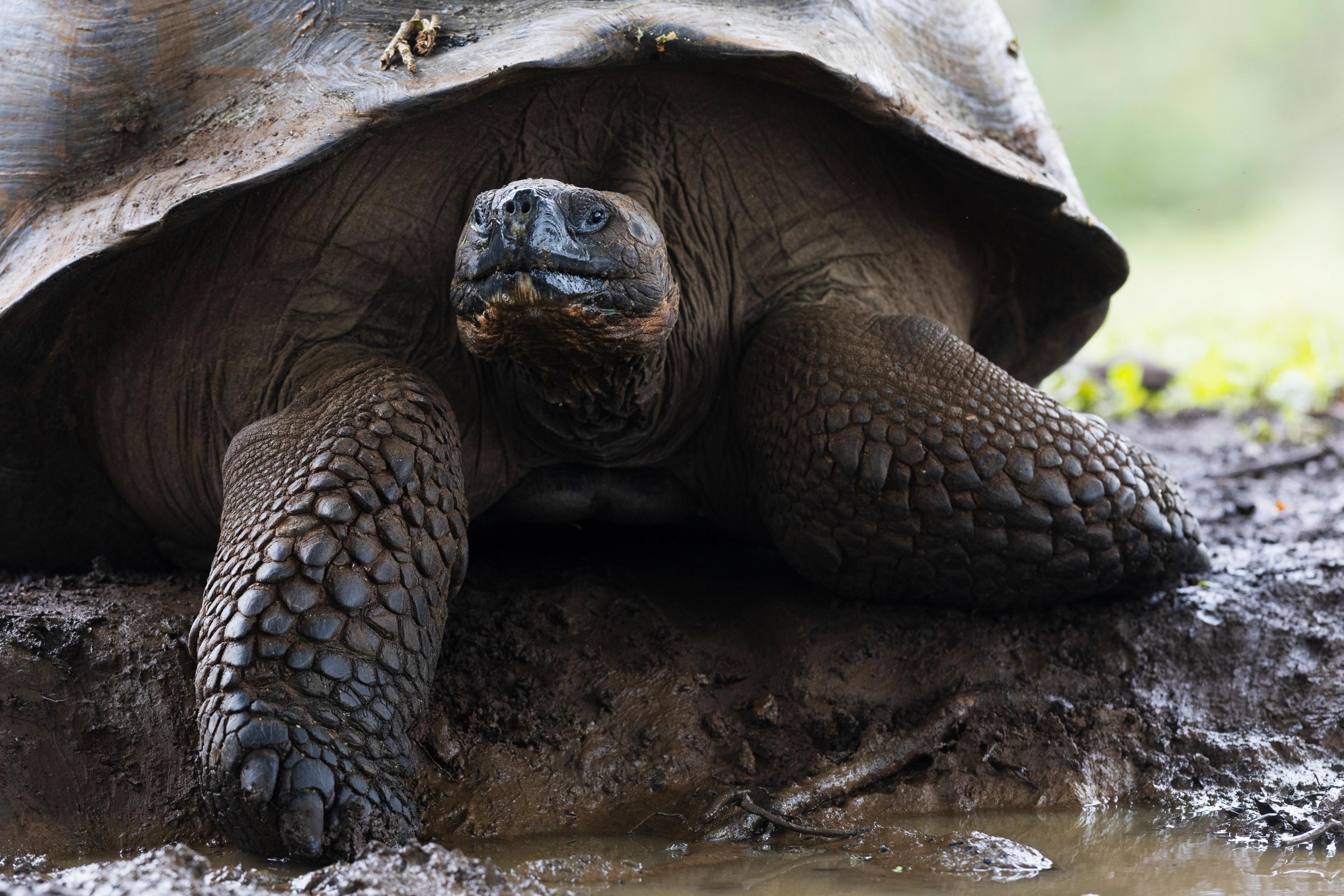 The Santa Cruz highlands and Alcedo Volcano on Isabel are the best places to see giant tortoises/Lucia Griggi