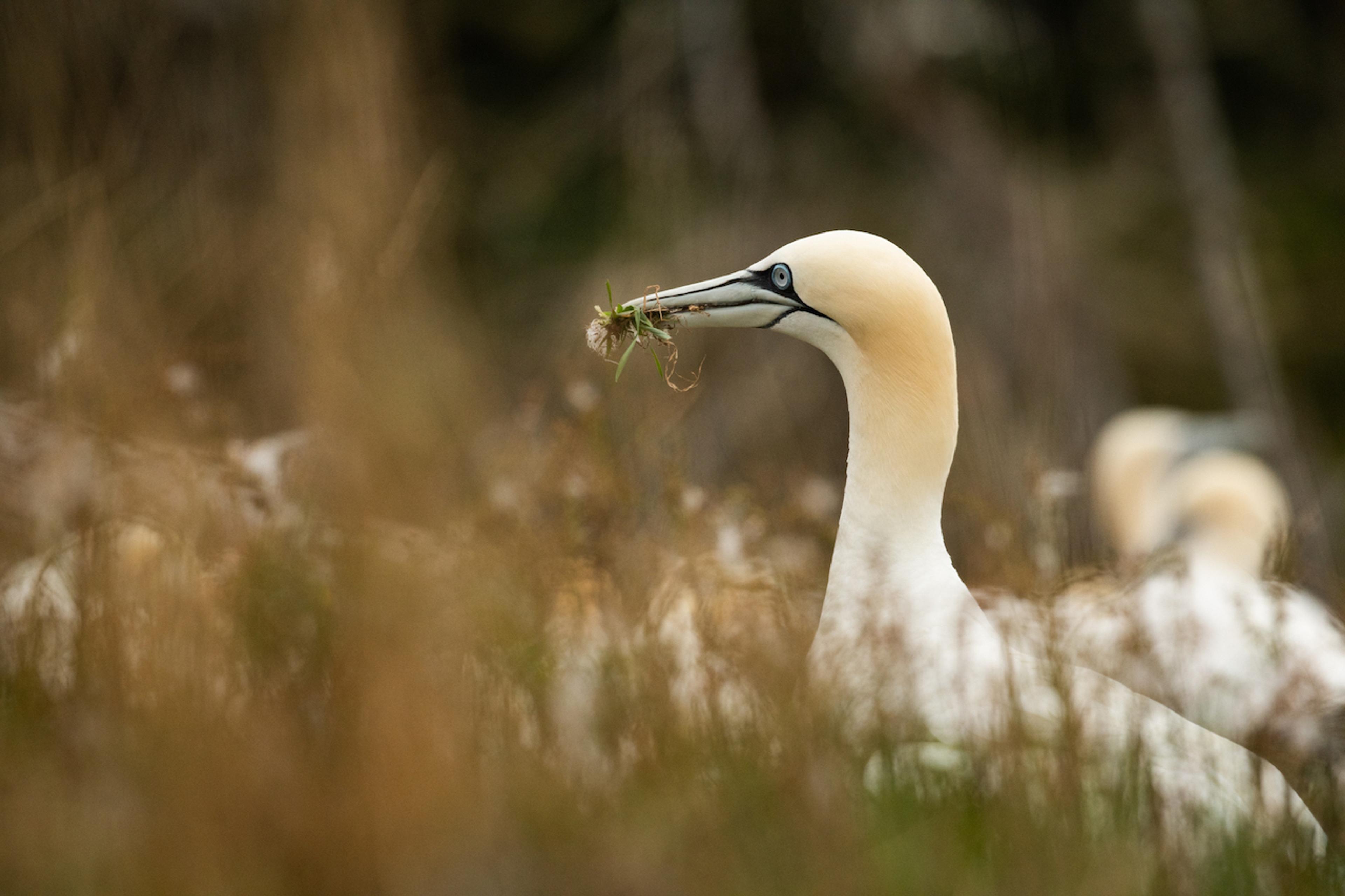 Northern Gannets dominate the landscape in Bonaventure Island/Denis Elterman