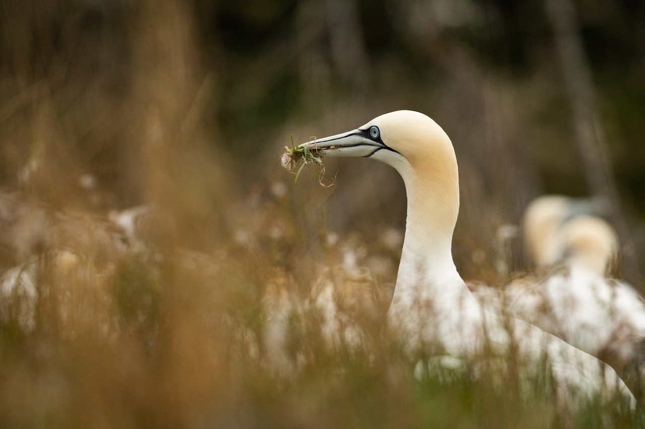 Northern Gannets dominate the landscape in Bonaventure Island/Denis Elterman