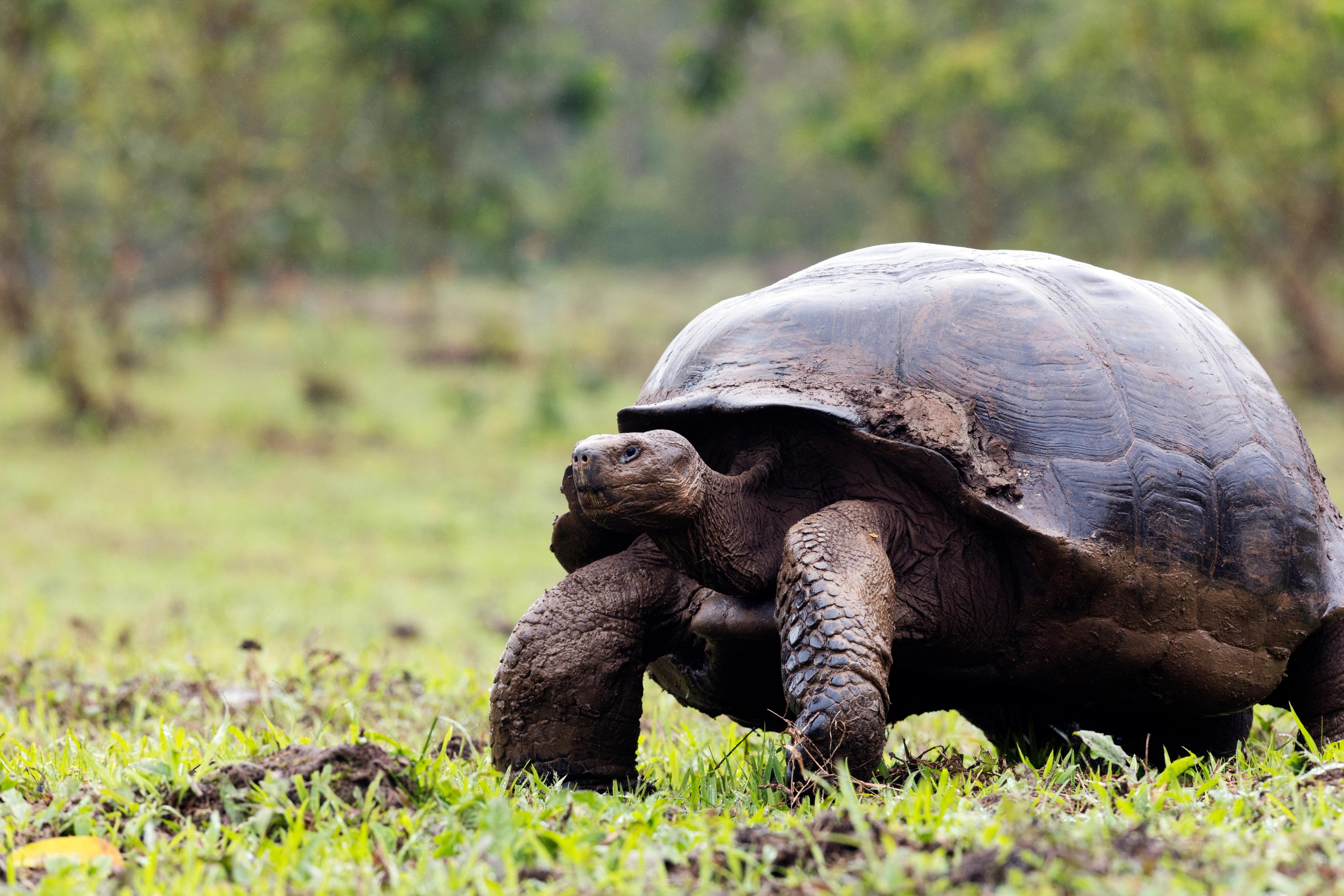 Montemar's giant tortoises