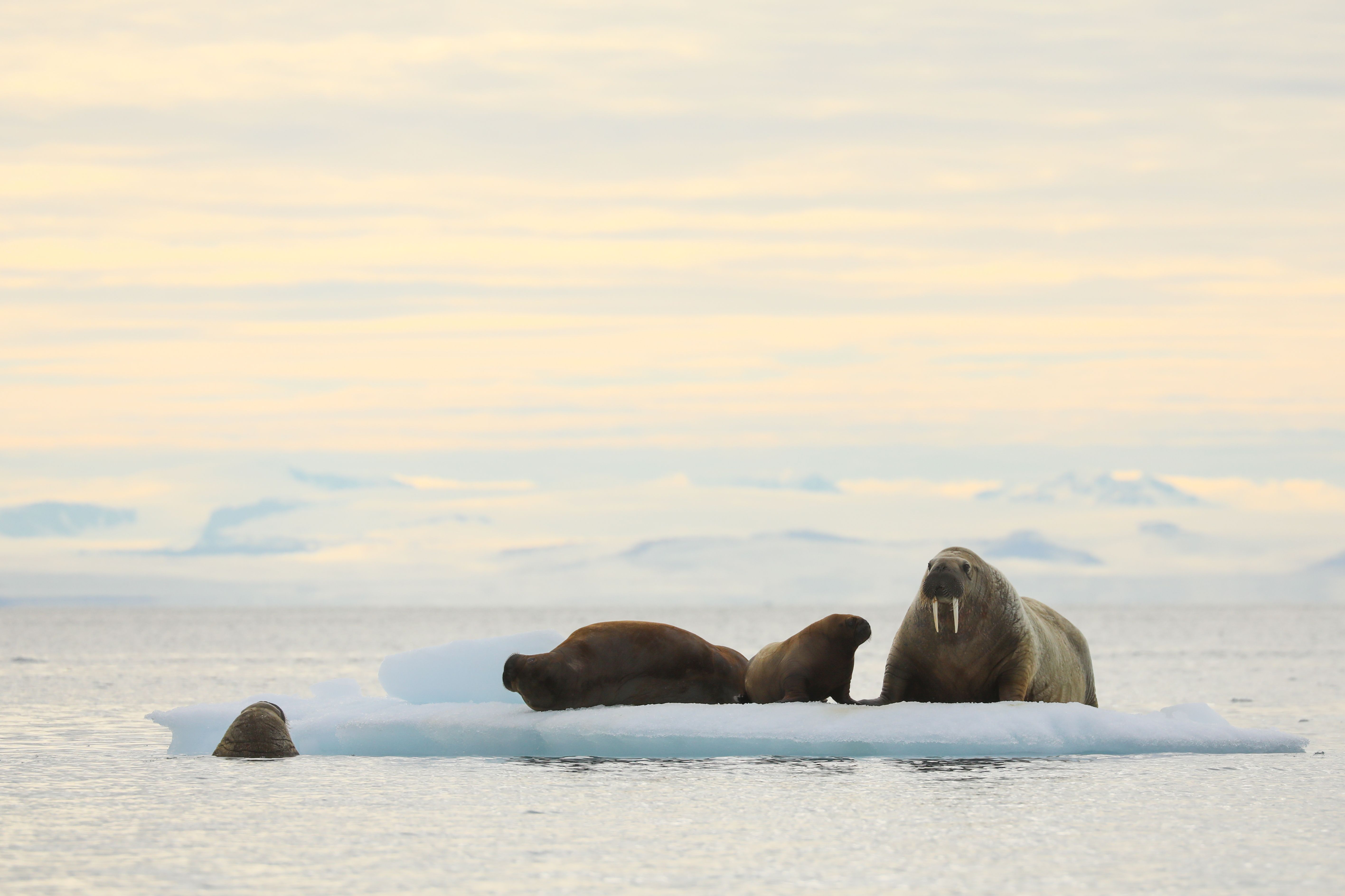 The Mighty Walrus of the Arctic