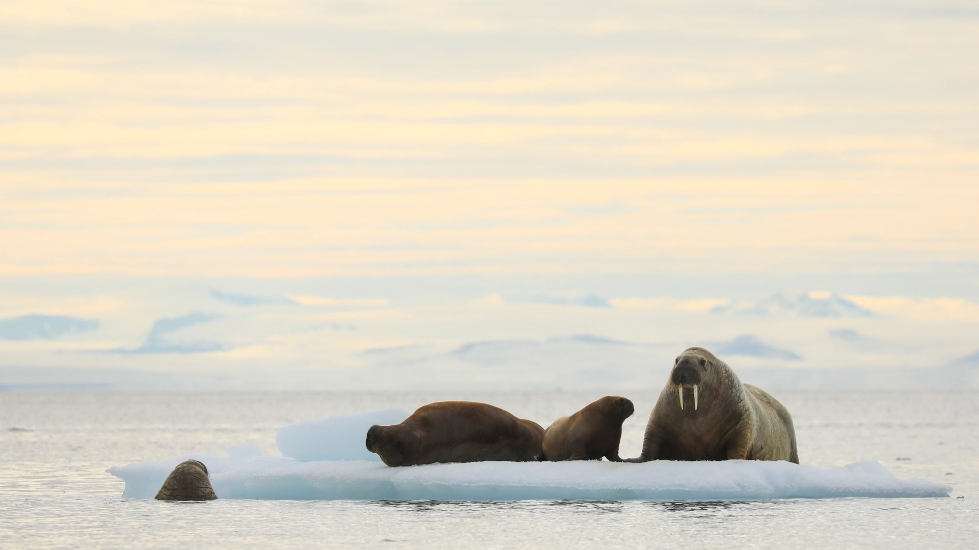 The Mighty Walrus of the Arctic