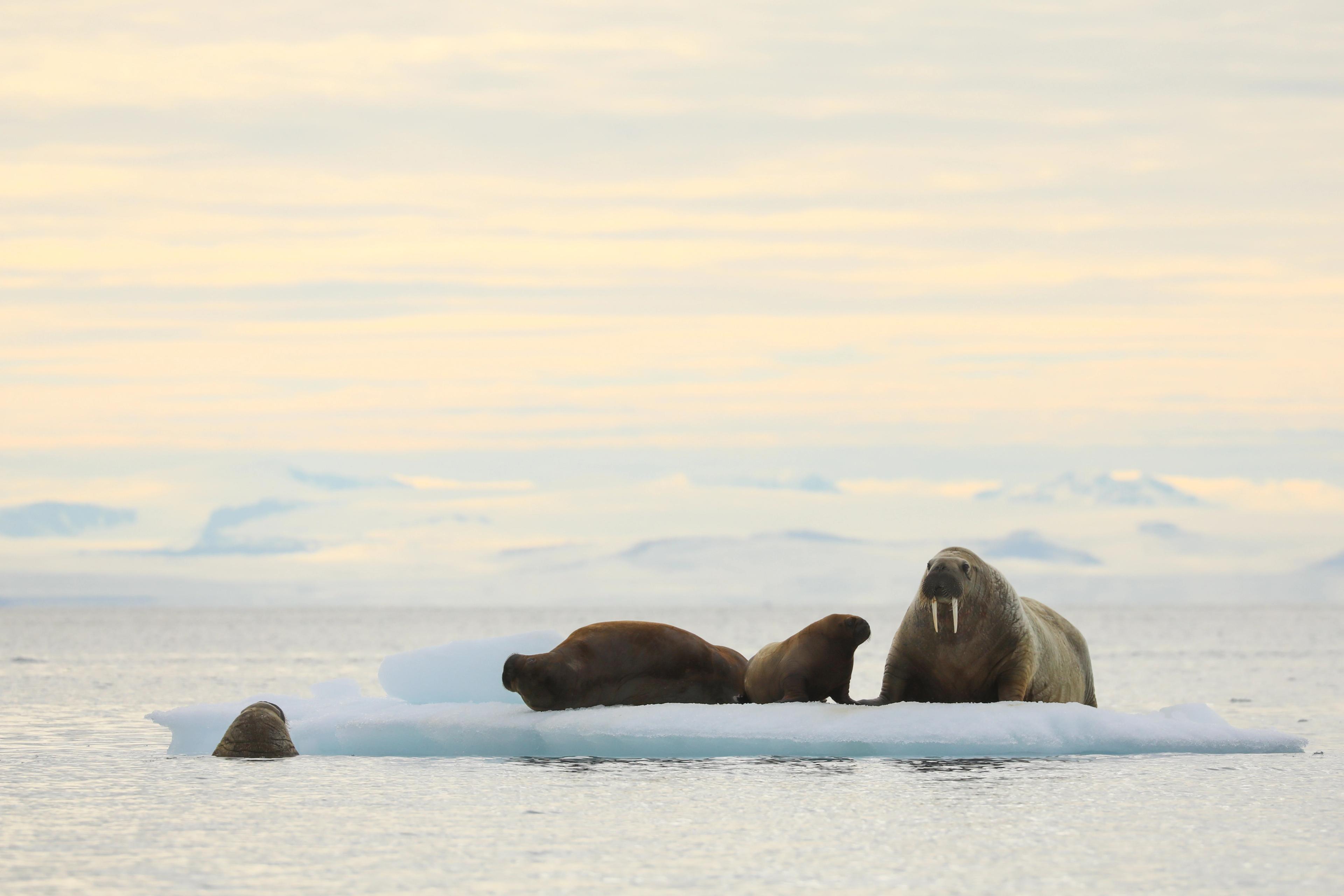 The Mighty Walrus of the Arctic