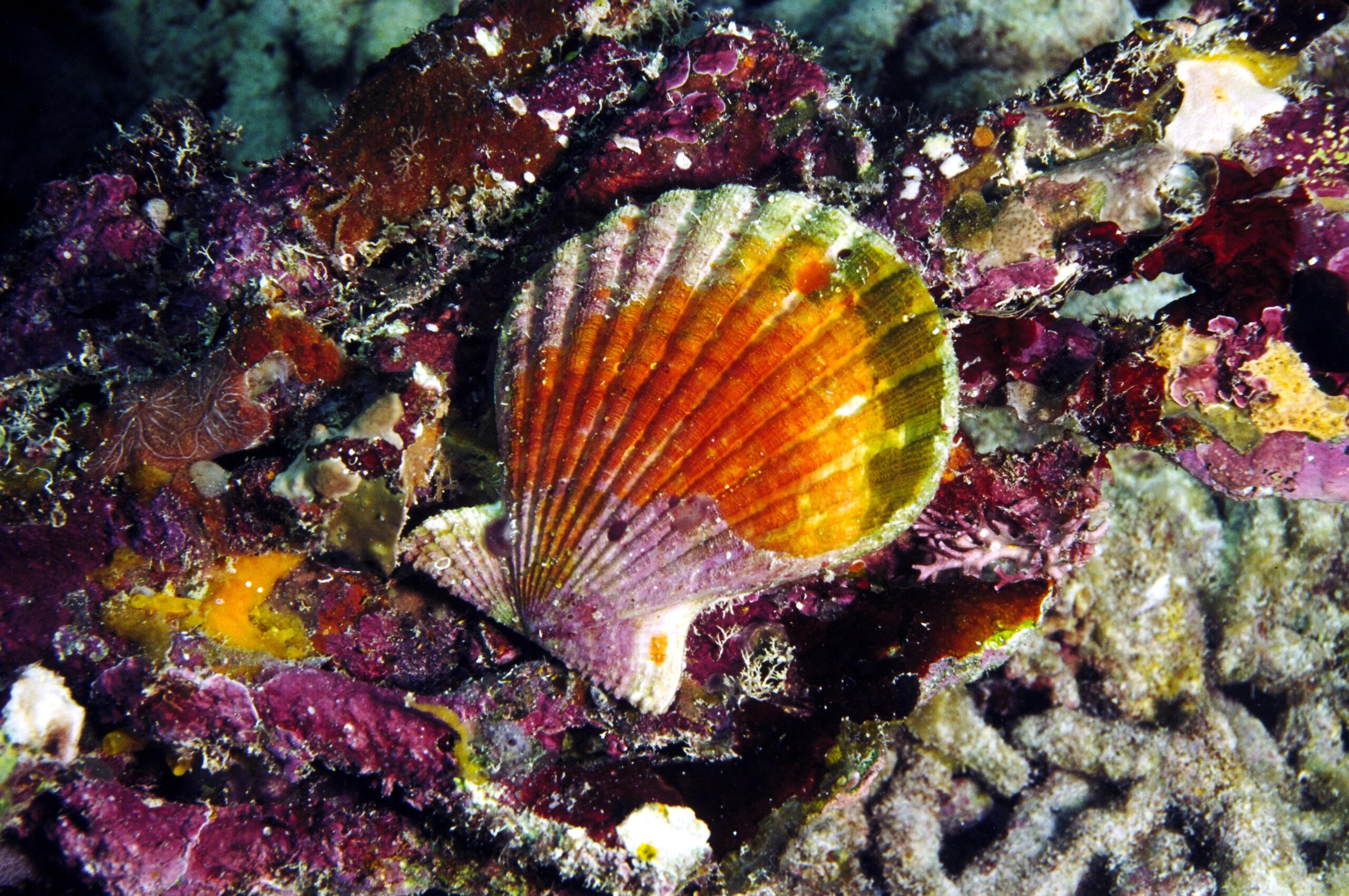 Scallop comptopallium radula found under a rock Ashmore Reef,/Getty Images
