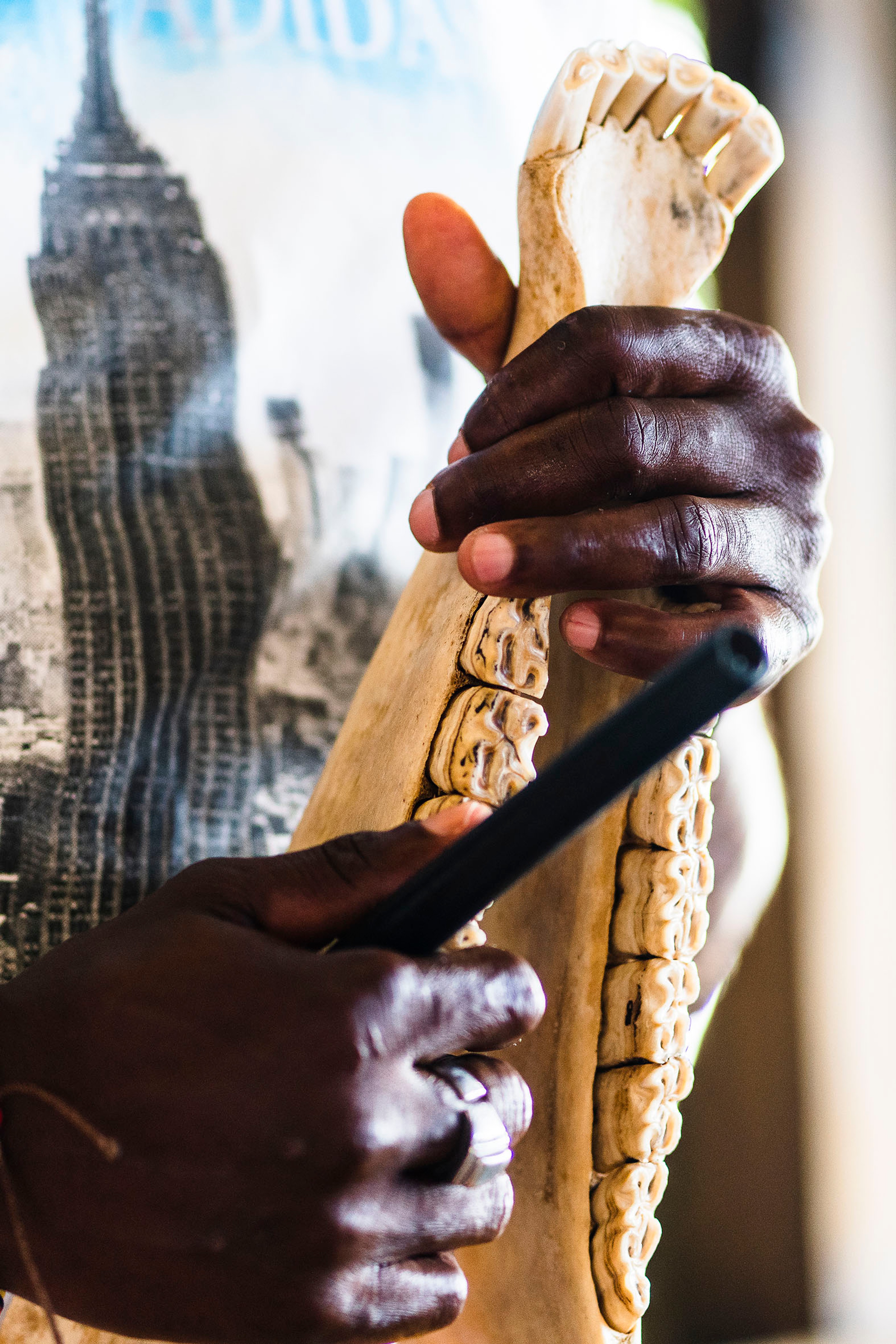 A Providencia Island musician uses the jawbone of a cow to play local music.