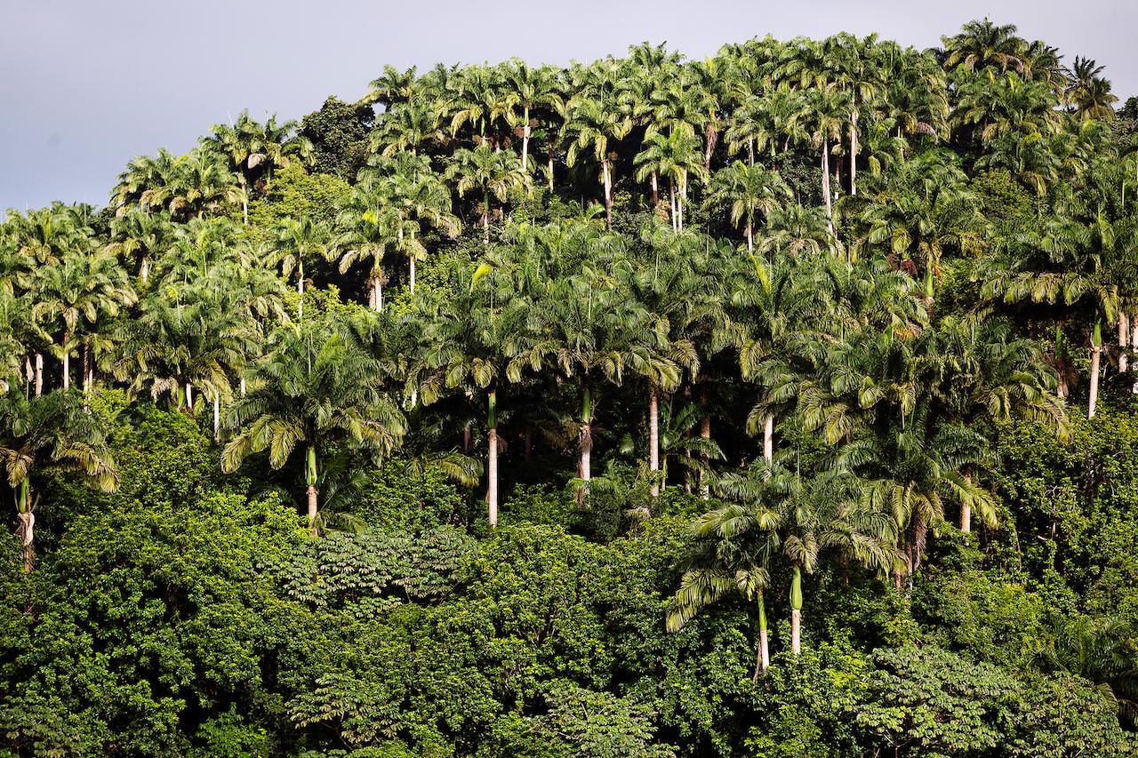 Coco Hill Forest boasts 80 varieties of trees/Silversea photo