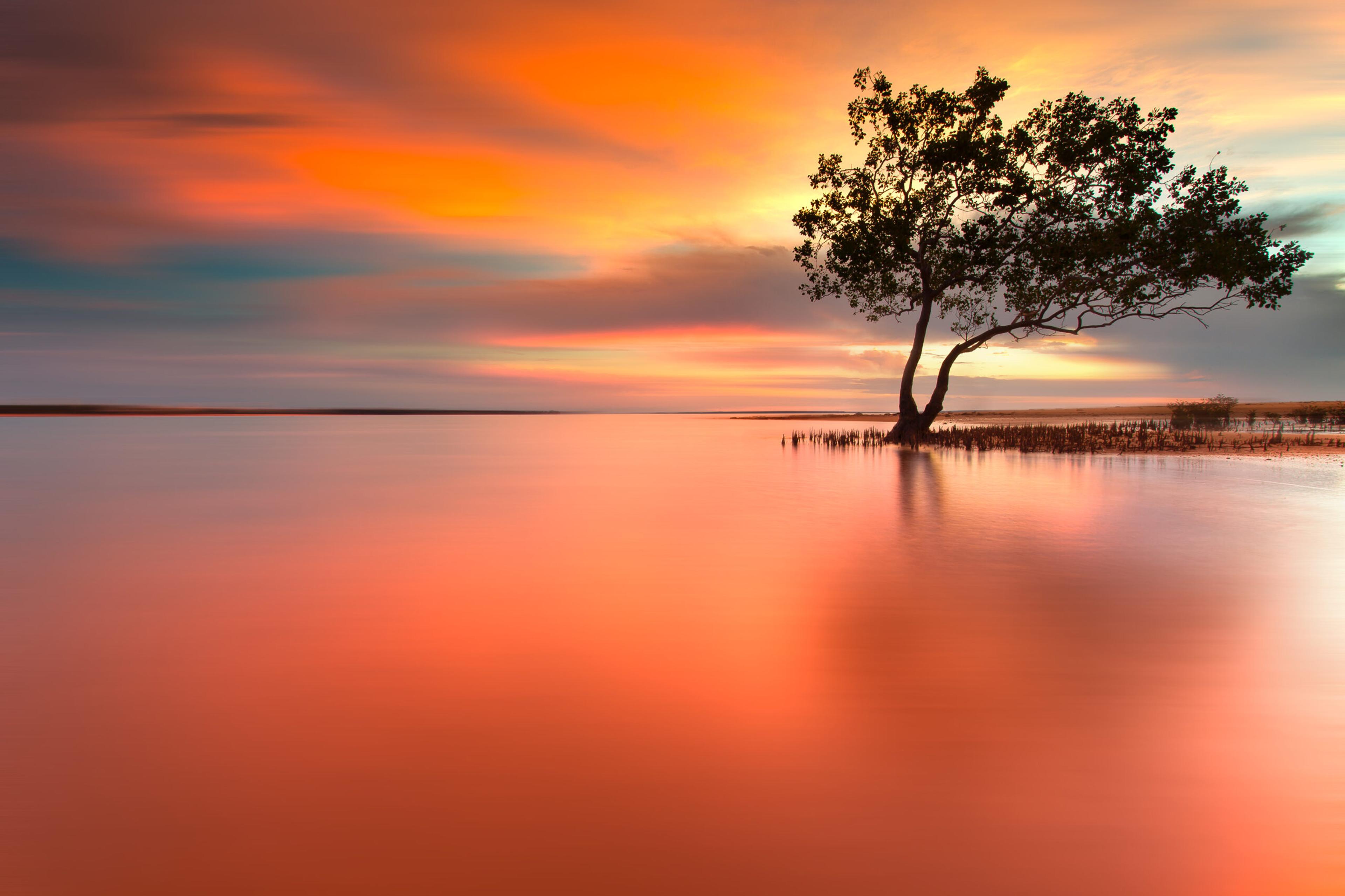 Mangroves at sunset, Darwin, Australia/Getty Images