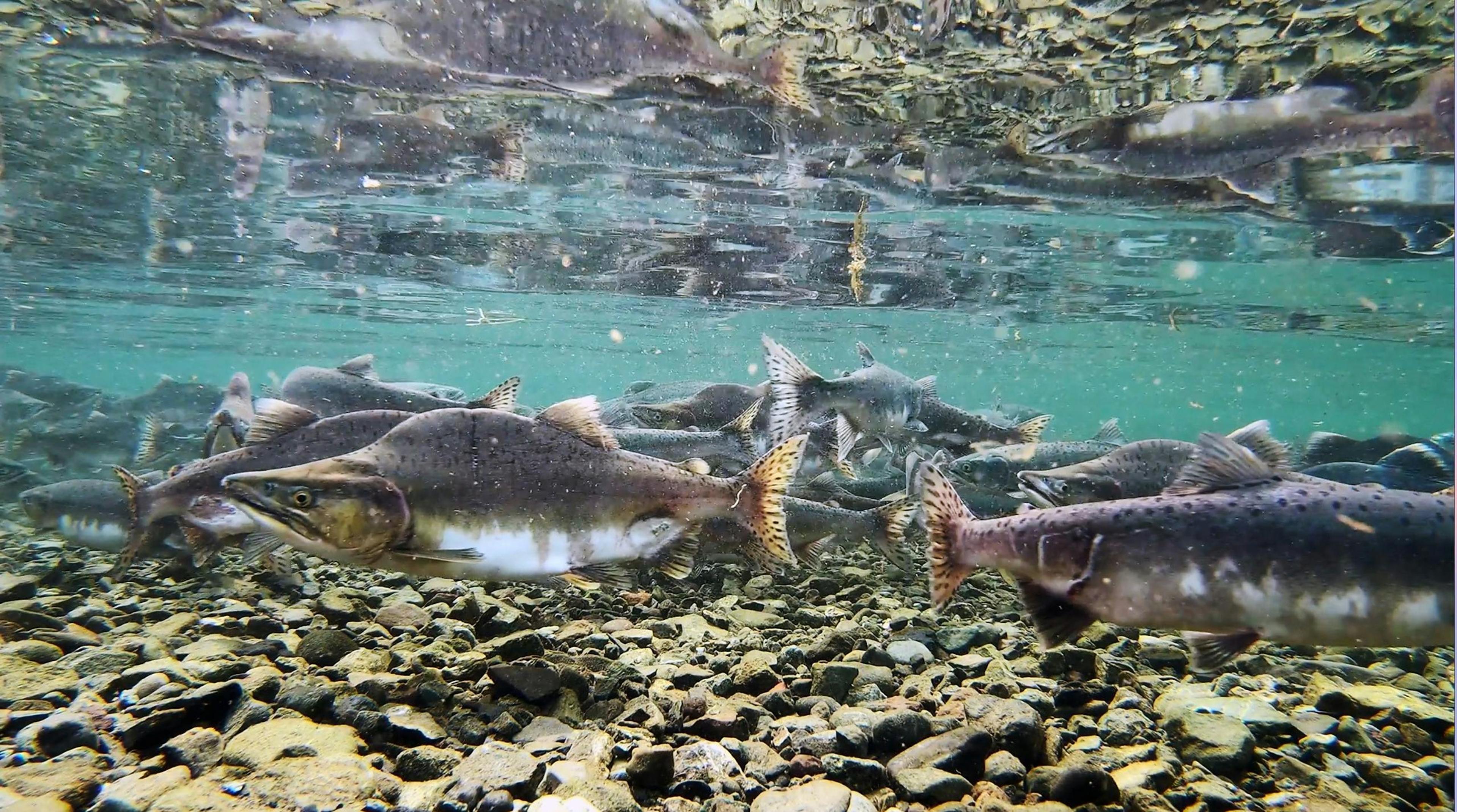 Salmon bury their eggs in permeable gravel./Richard Lynch