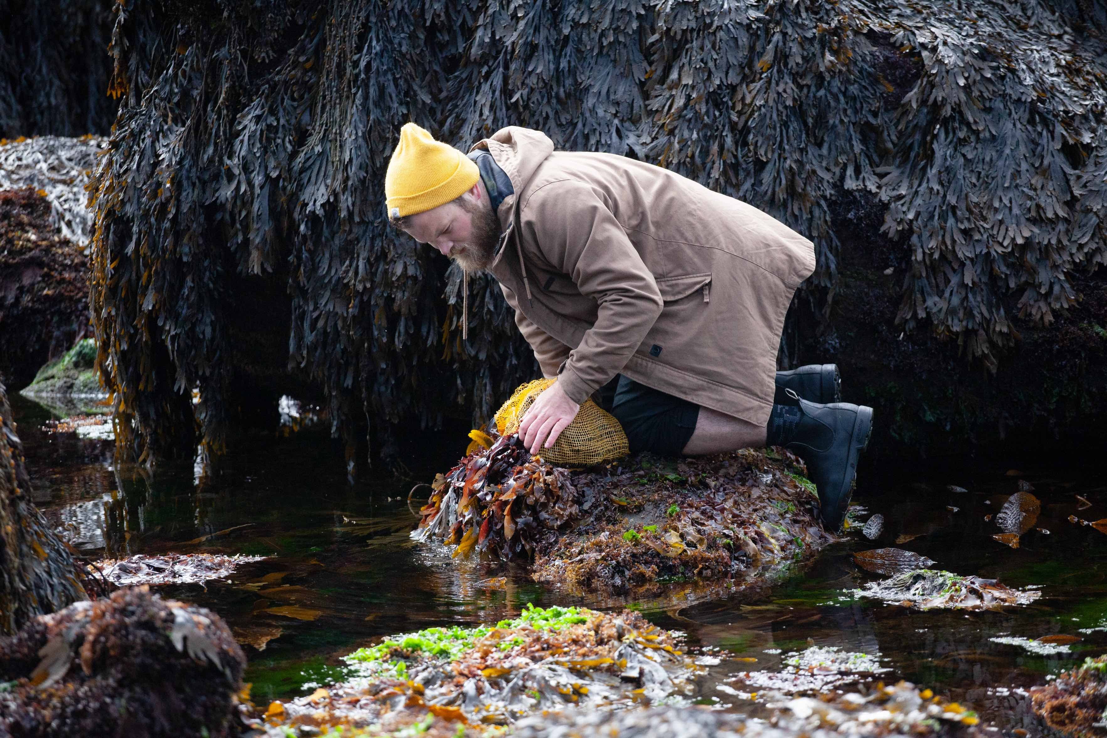 An Icelander gathering dulse, a nearly forgotten seaweed that is seeing a resurgence in consumption. Photo by Nicholas Gill for Silversea