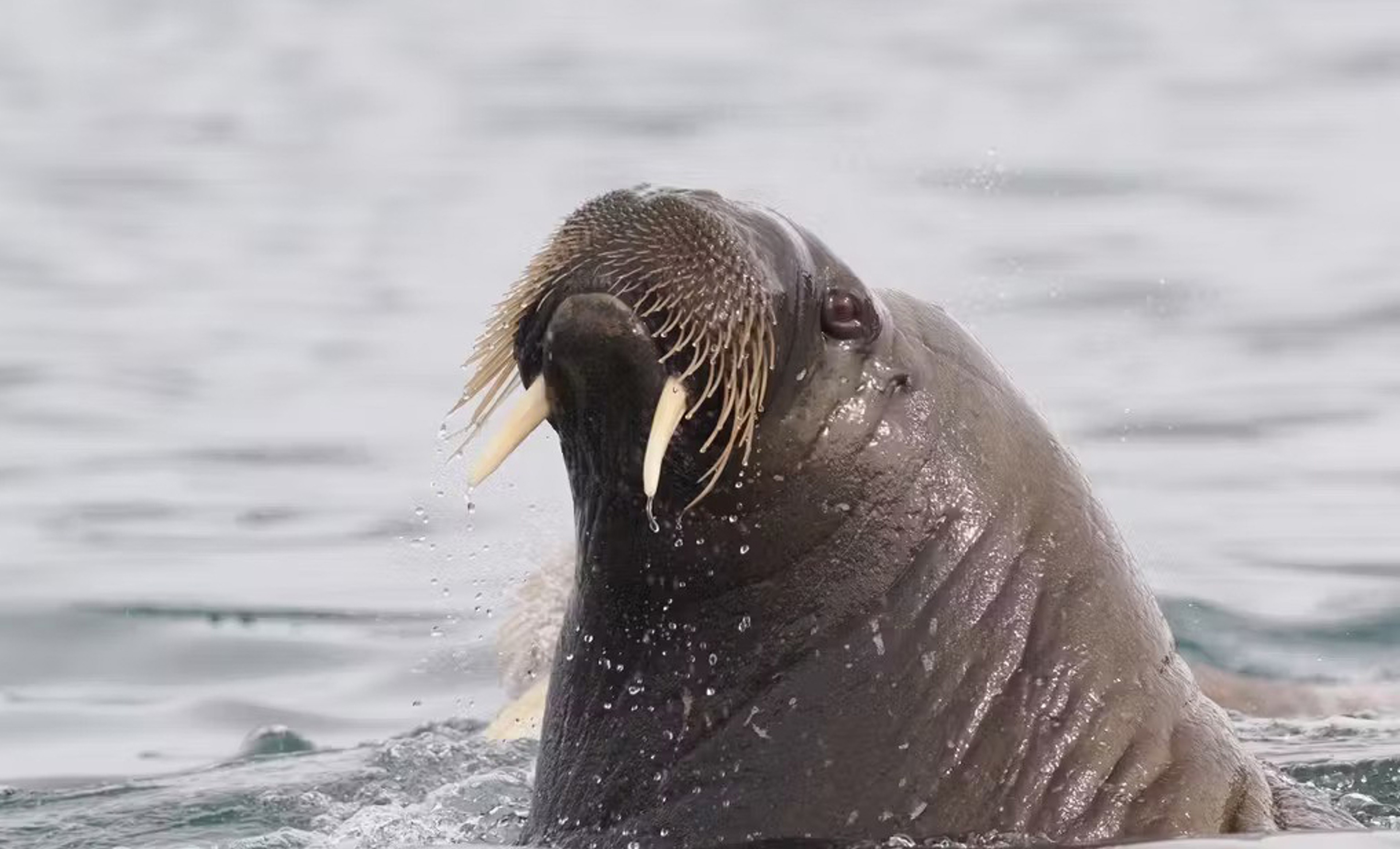 Spotting a walrus in Arctic Svalbard./Photo by Andreas Nuessel for Silversea