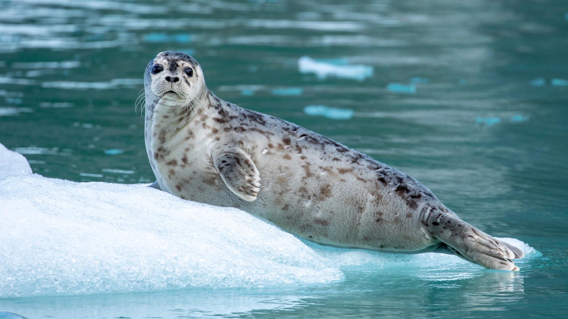 Alaska’s LeConte Bay Features Harbor Seals, Killer Whales and Beautiful Sights