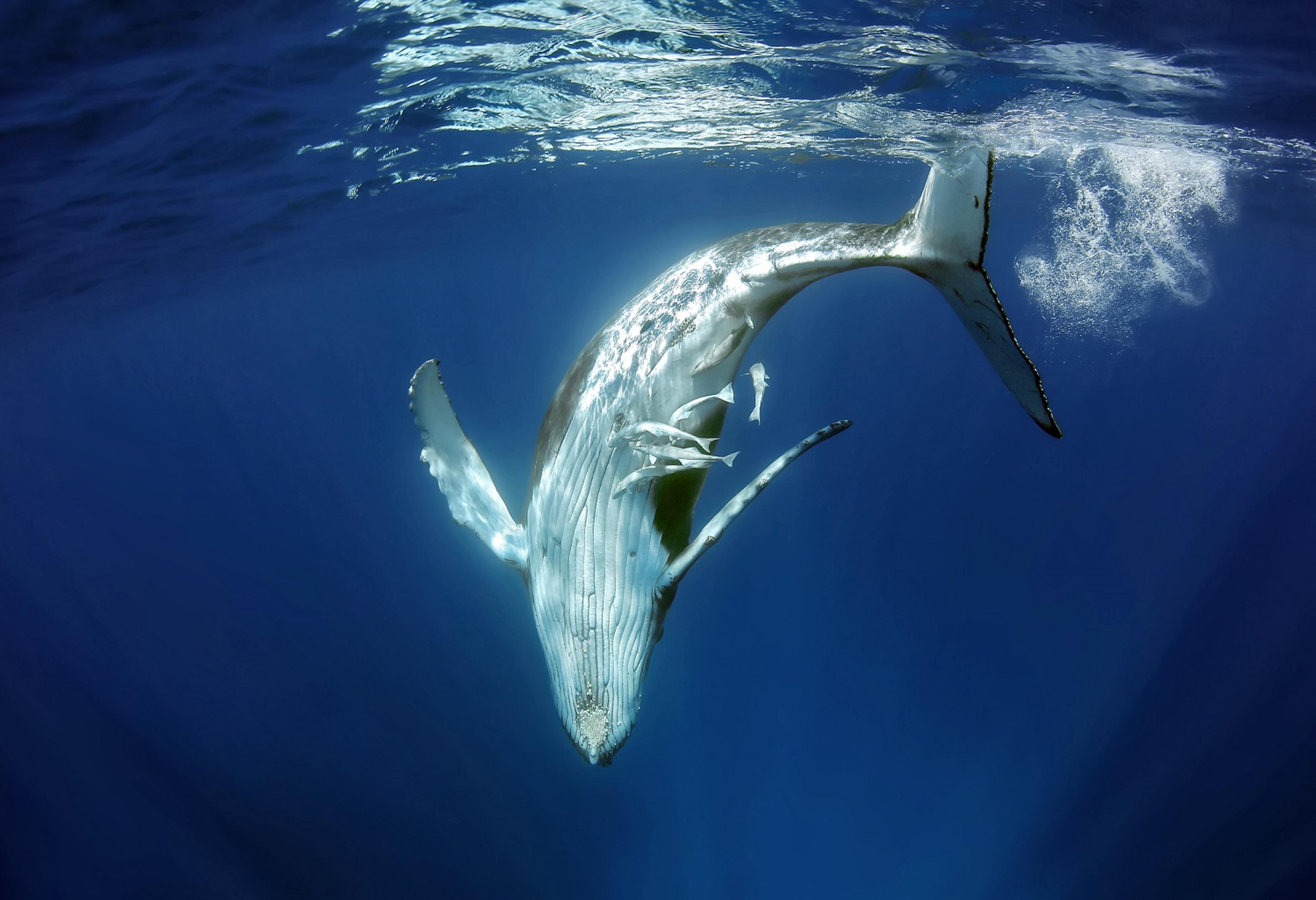 Adult humpback whales can measure up to 16 meters (52 feet) in length/Victoria Walker