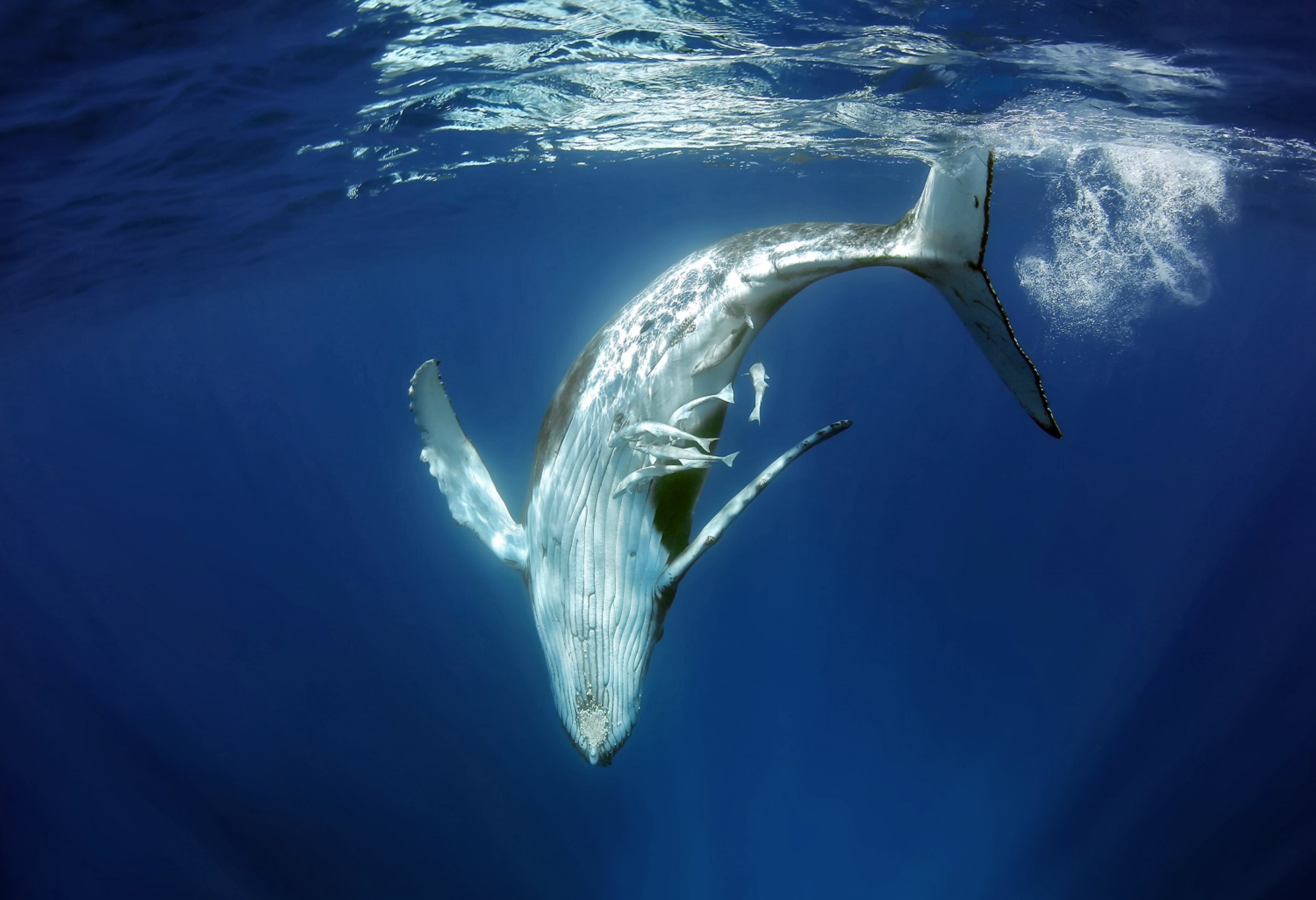 Adult humpback whales can measure up to 16 meters (52 feet) in length/Victoria Walker