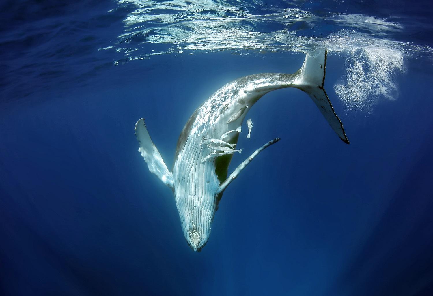 Adult humpback whales can measure up to 16 meters (52 feet) in length/Victoria Walker