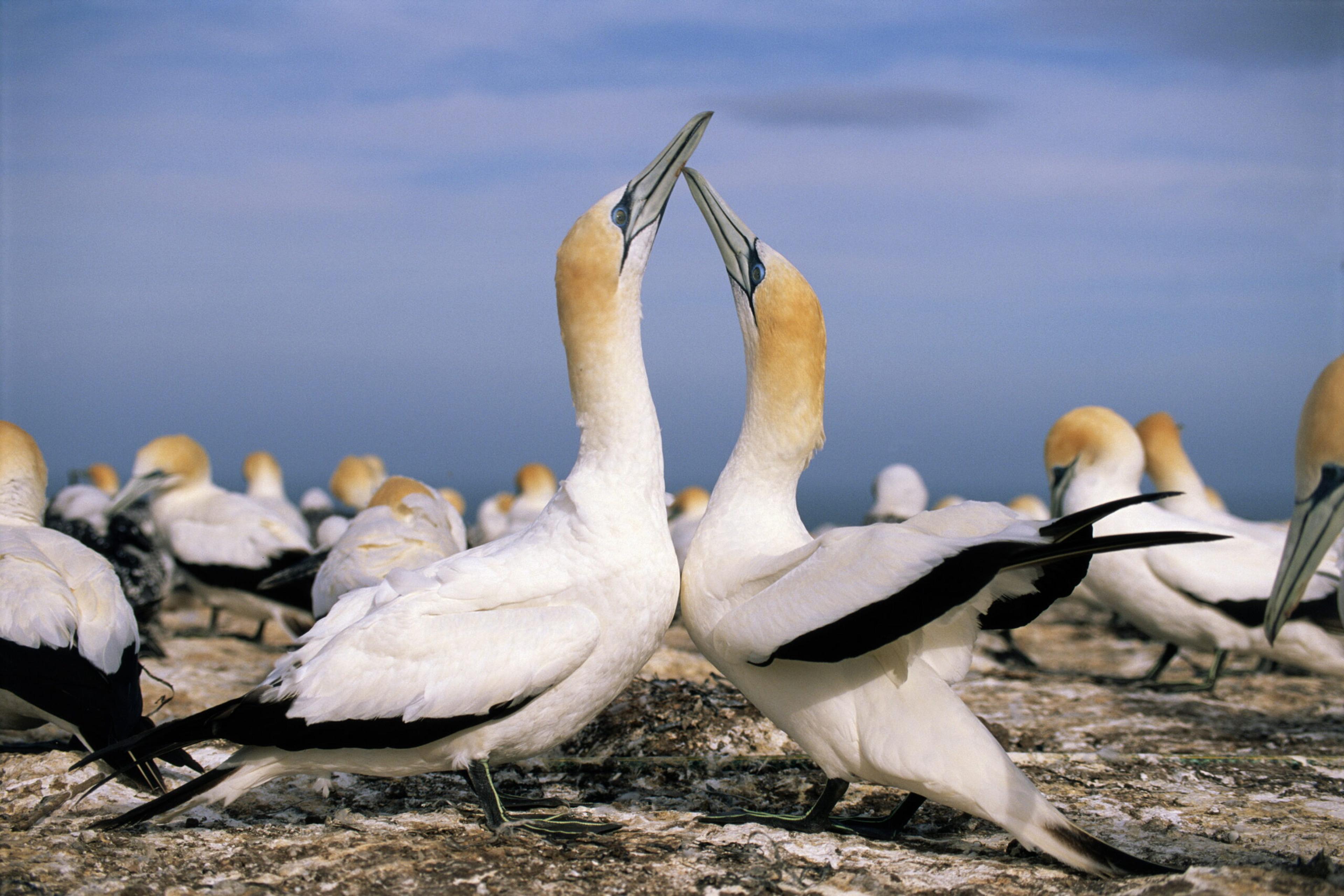 Australasian gannets, courting, a feature of Muriwai/Getty Images
