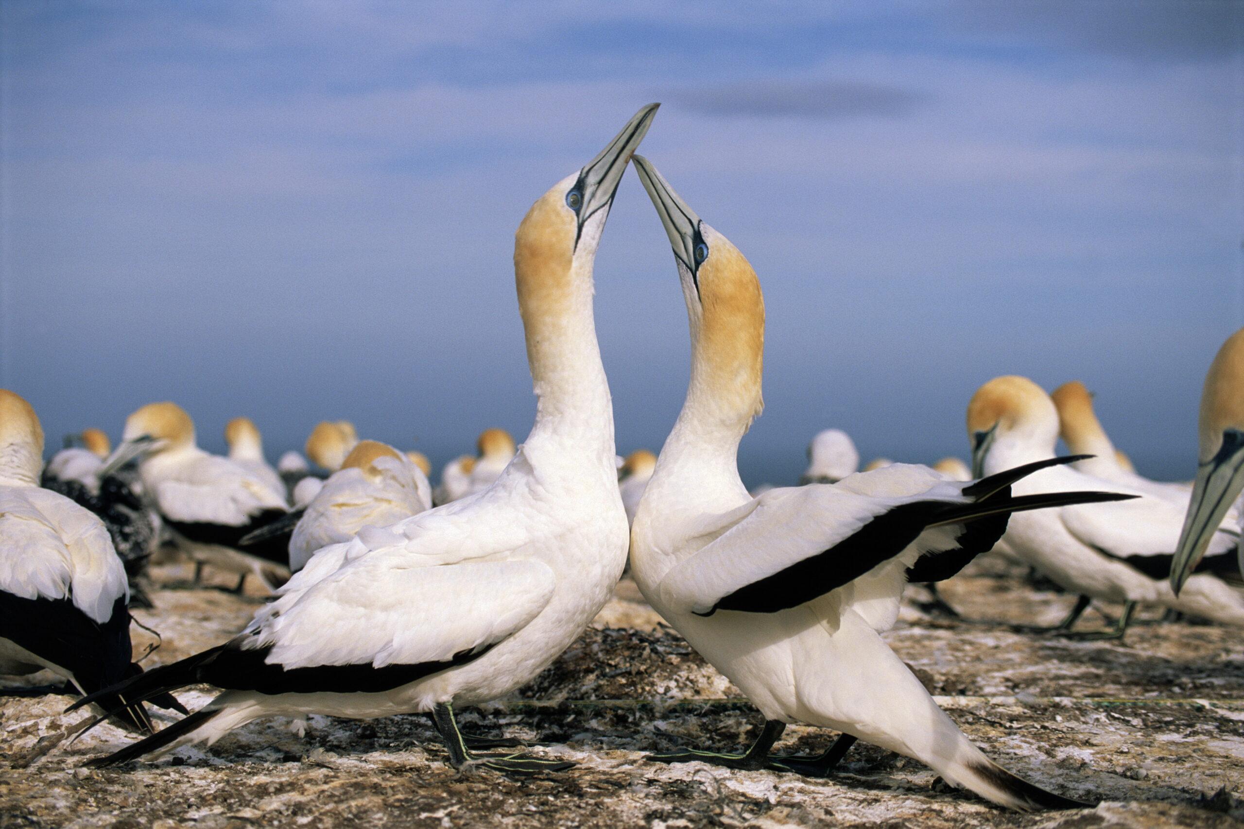 Australasian gannets, courting, a feature of Muriwai/Getty Images