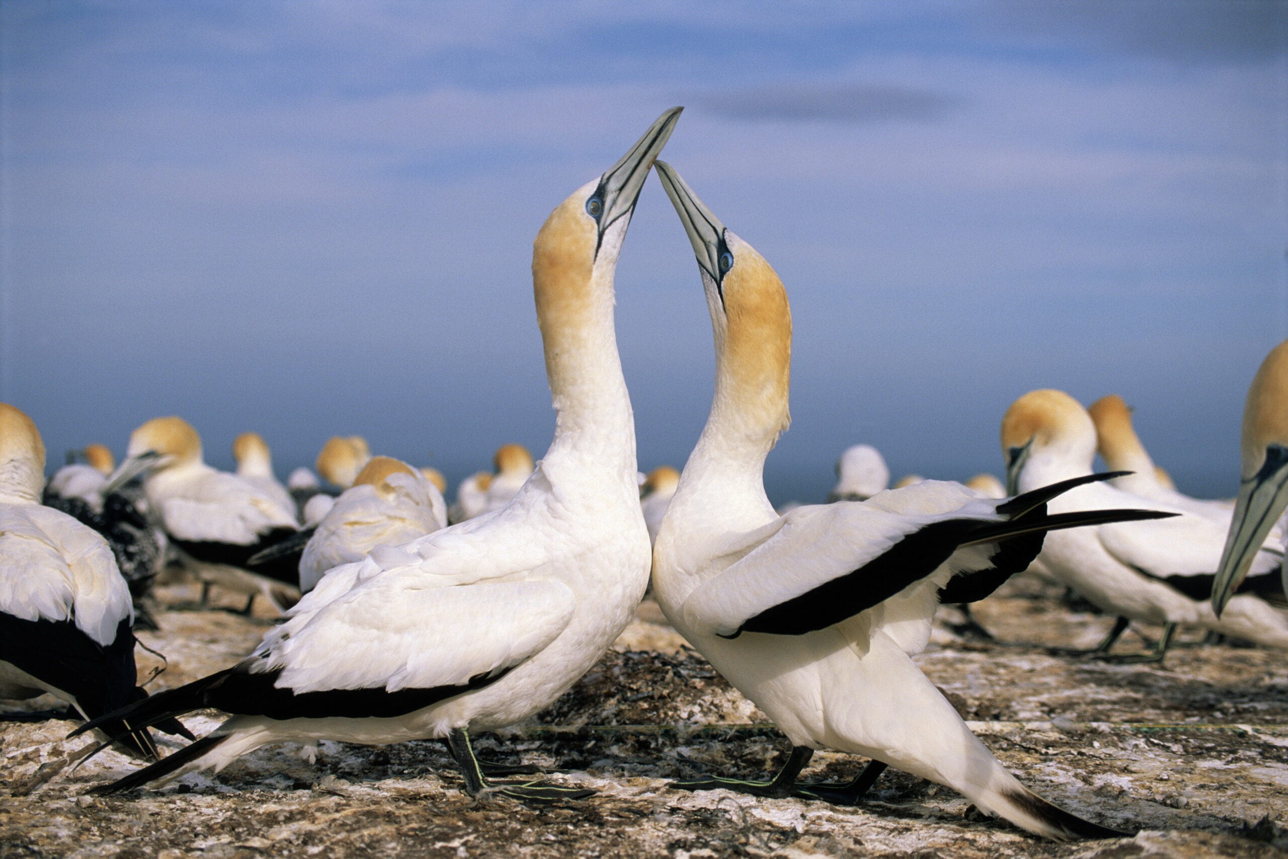Australasian gannets, courting, a feature of Muriwai/Getty Images