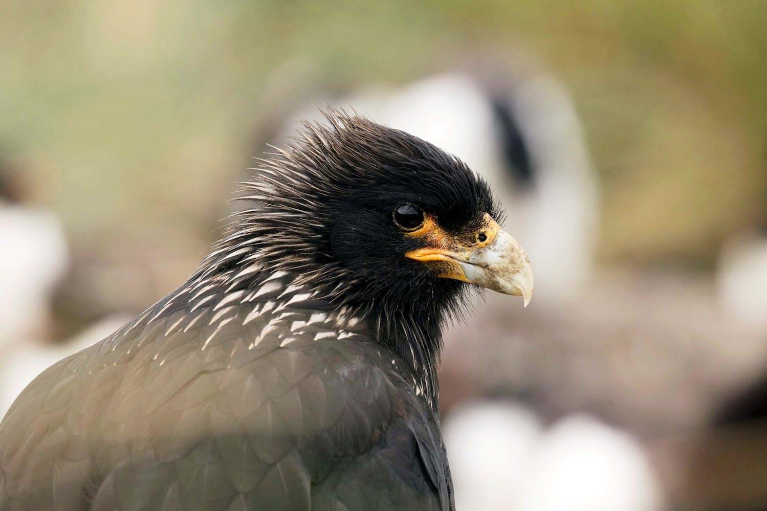A majestic bird, photographed on West Point Island, Falkland Islands./Lucia Griggi
