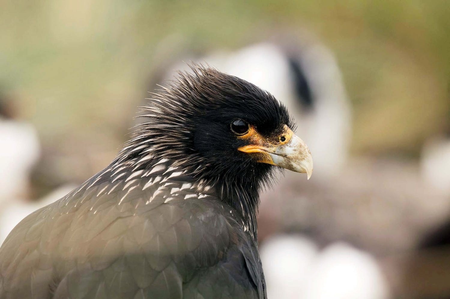 A majestic bird, photographed on West Point Island, Falkland Islands./Lucia Griggi