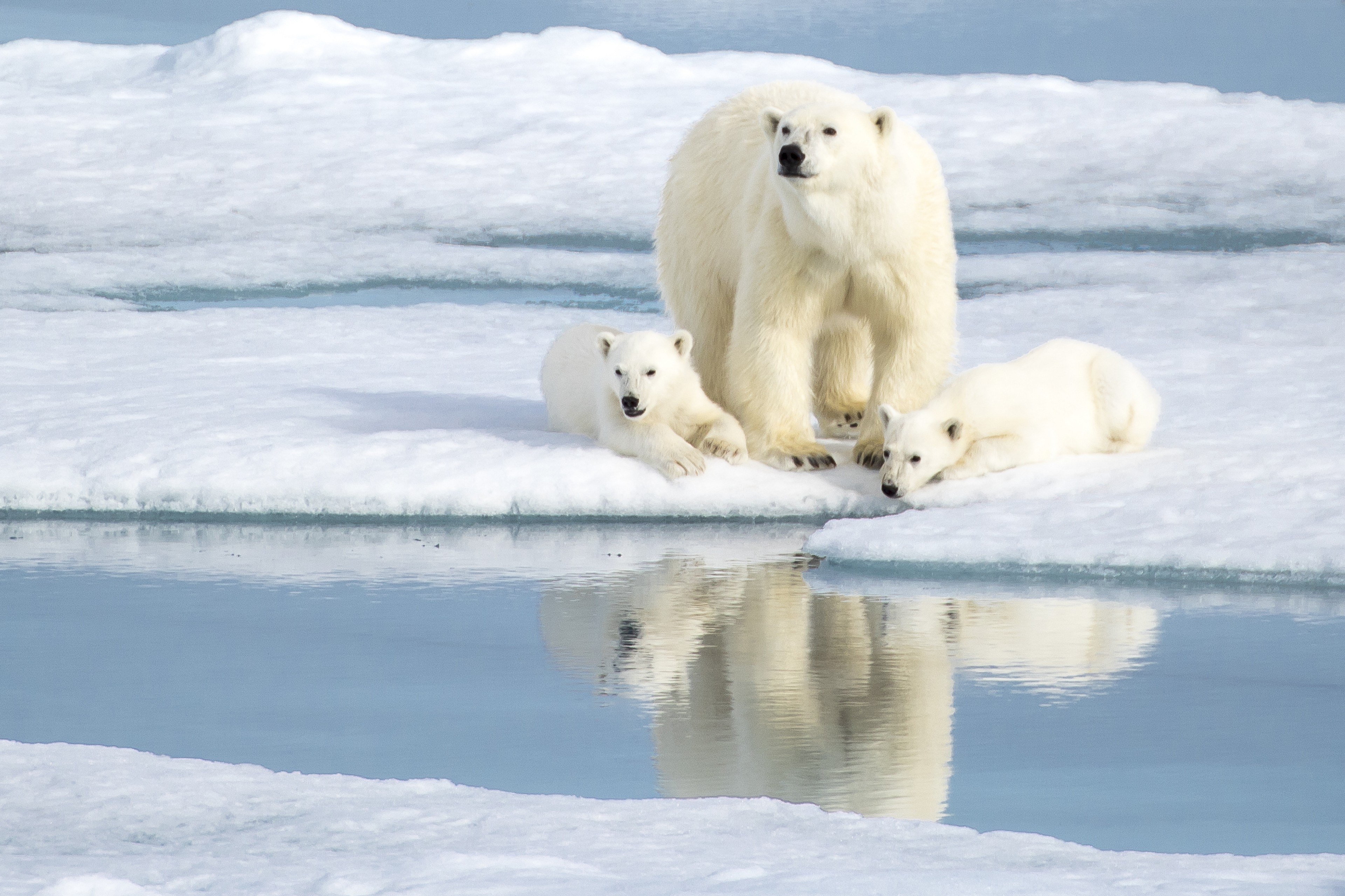 A polar bear mom and her cubs in Arctic Svalbard./Shutterstock
