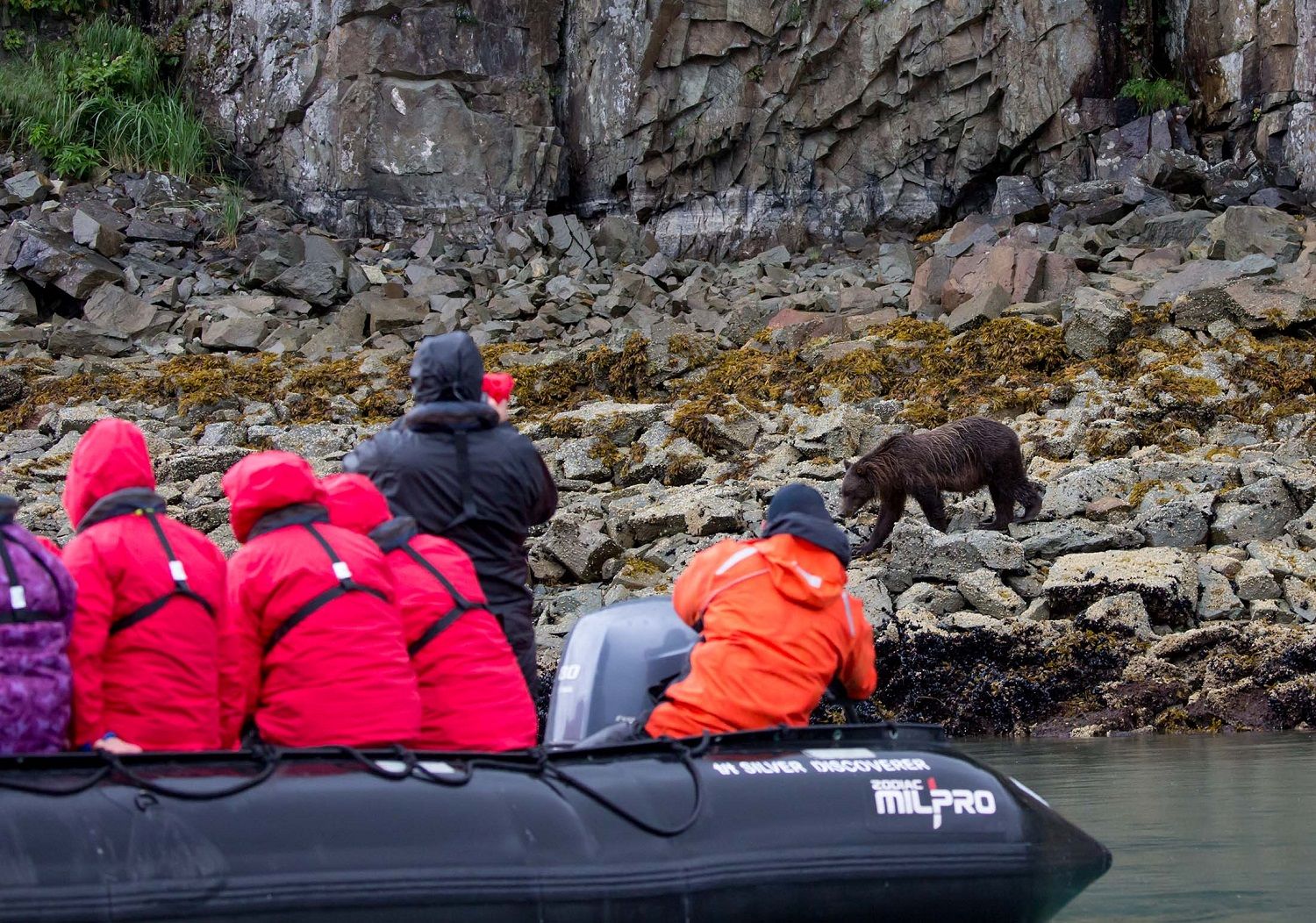 7 Tips for Catching a Glimpse of Alaska's Brown Bears