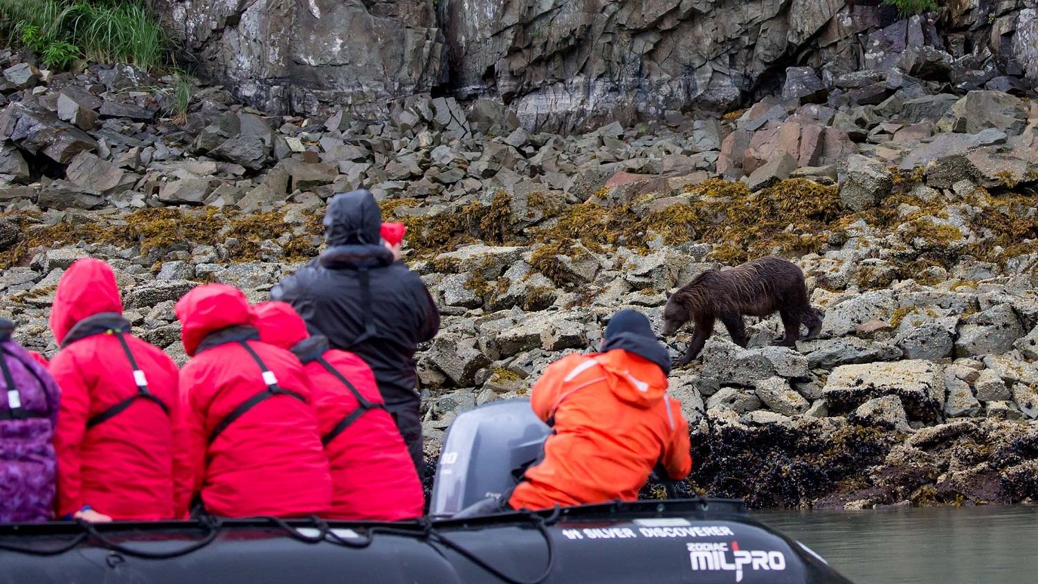7 Tips for Catching a Glimpse of Alaska's Brown Bears