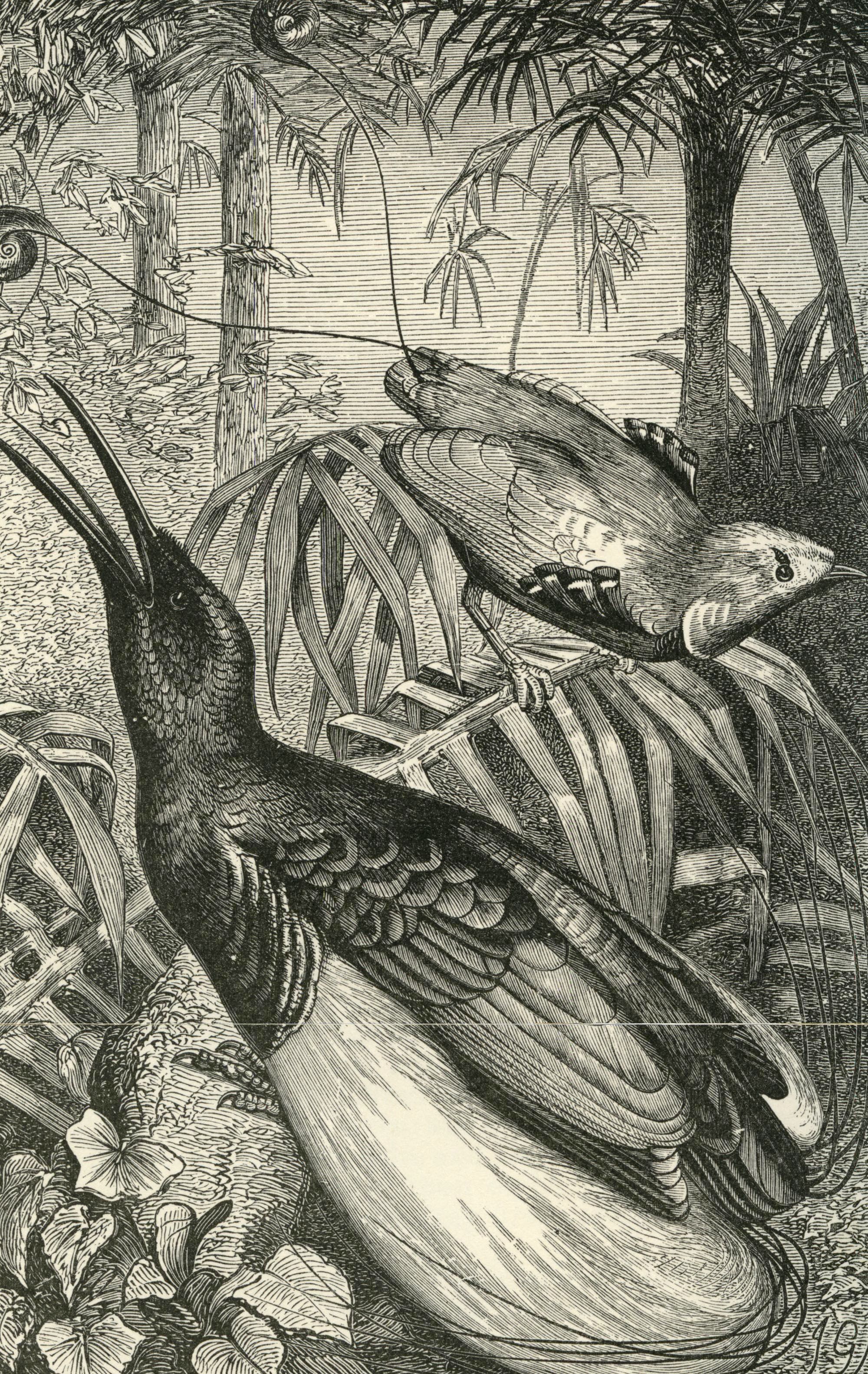 Meet the “Darwin of the East”: The Extraordinary Life of Alfred Russel Wallace