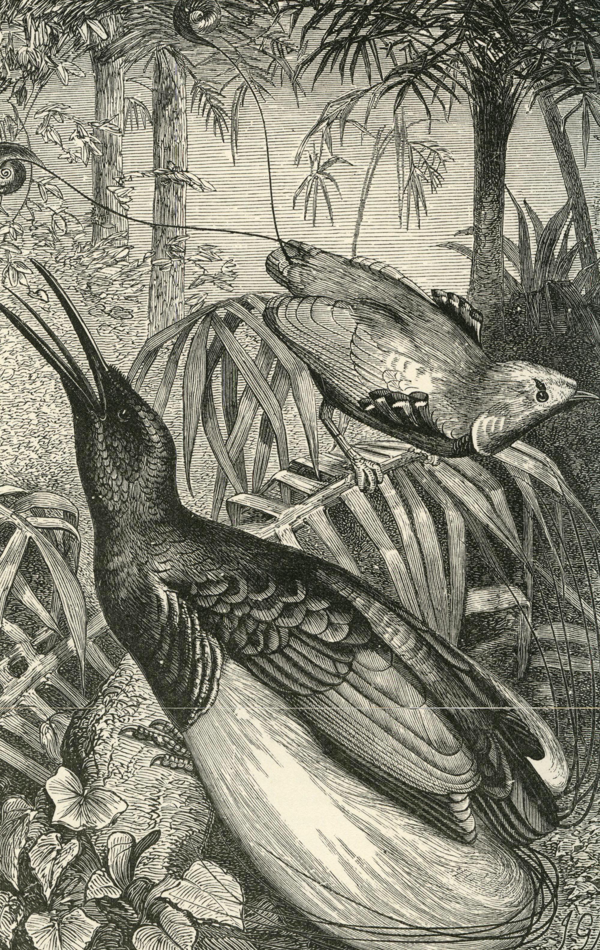 Meet the “Darwin of the East”: The Extraordinary Life of Alfred Russel Wallace