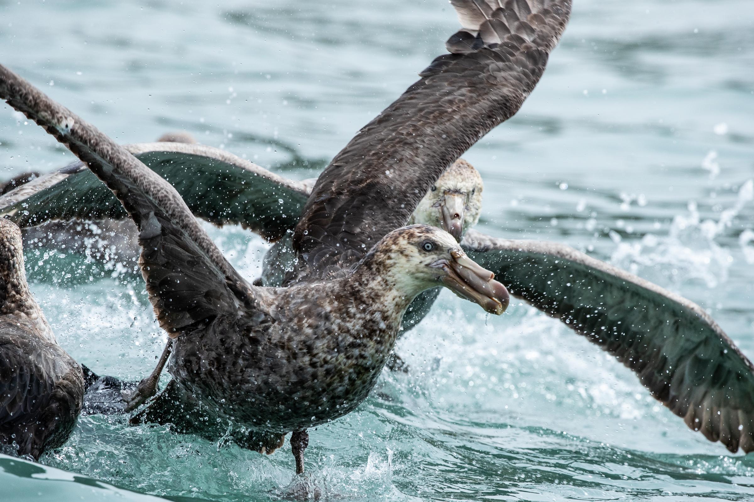 The chaotic nature of the giant petrels' feeding frenzy made for a unique photo opportunity./Benn Berkeley