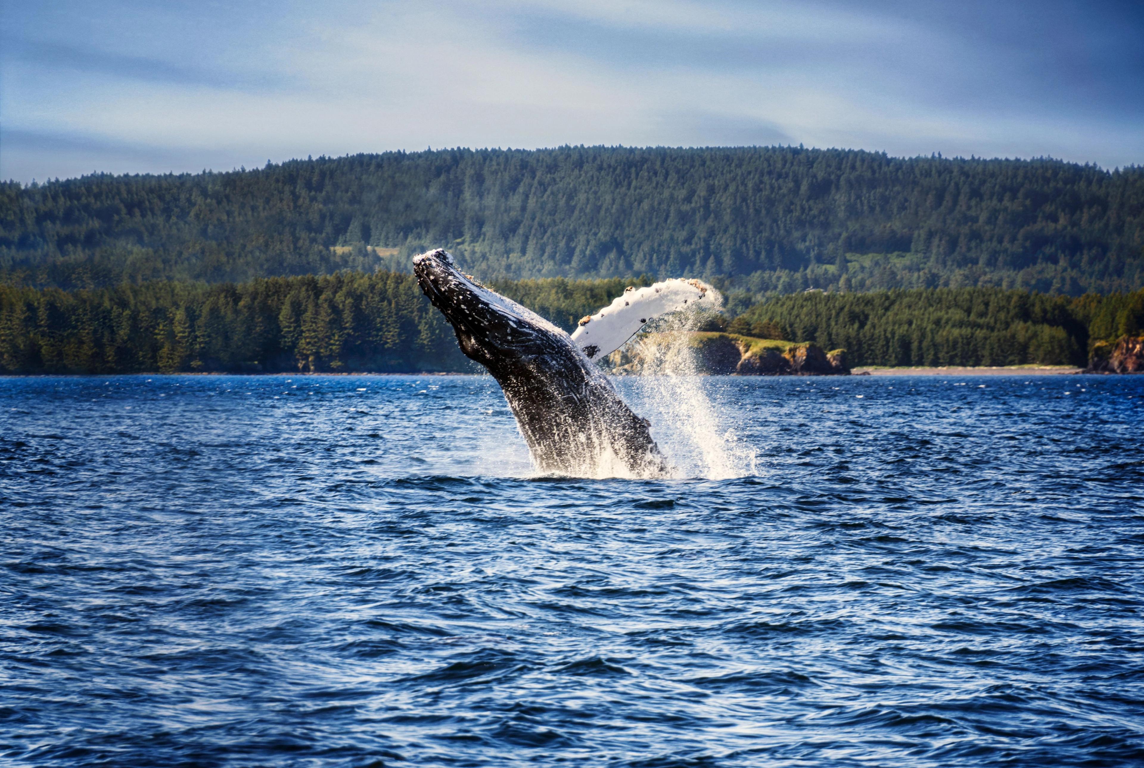 A spectacular humpback whale breaching high out of the water against a lush, forested Alaska coastline.