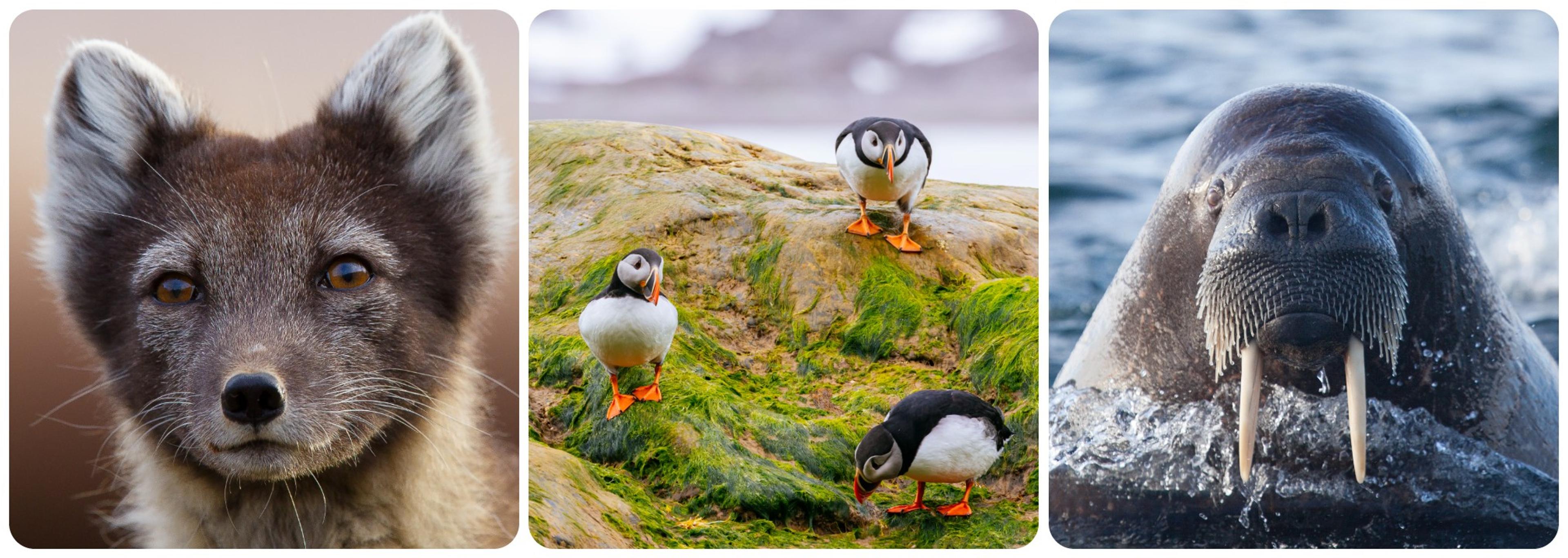You may also spot, from left, an Arctic fox, puffins or a walrus./Getty Images
