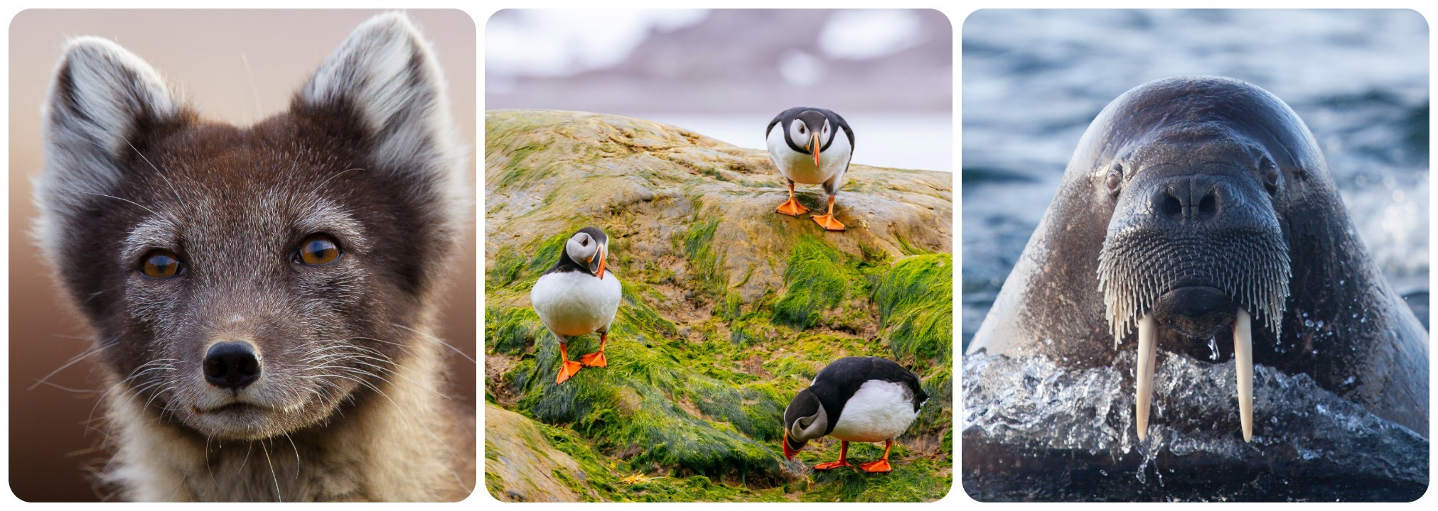 You may also spot, from left, an Arctic fox, puffins or a walrus./Getty Images