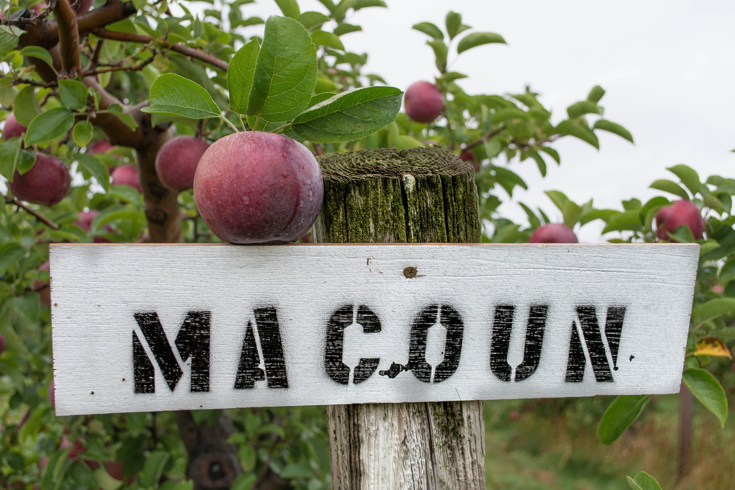 Macoun apples grow well in New England. They are said to be sweet and crispy but do not keep especially well./Getty Images