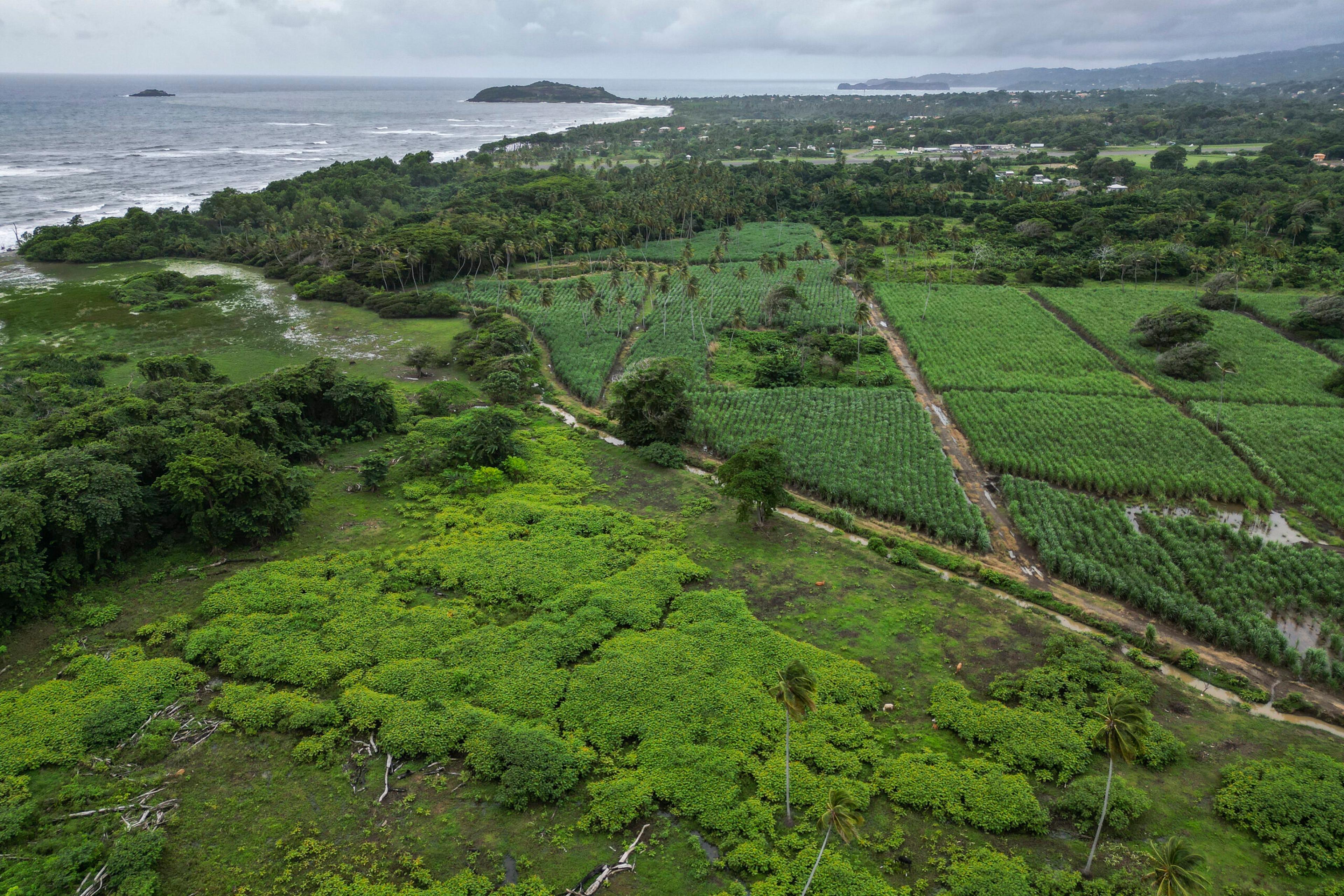 Sugar cane fields near Renegade Cane Rum Distillery and the Atlantic Ocean coastline in Grenada/Getty Images