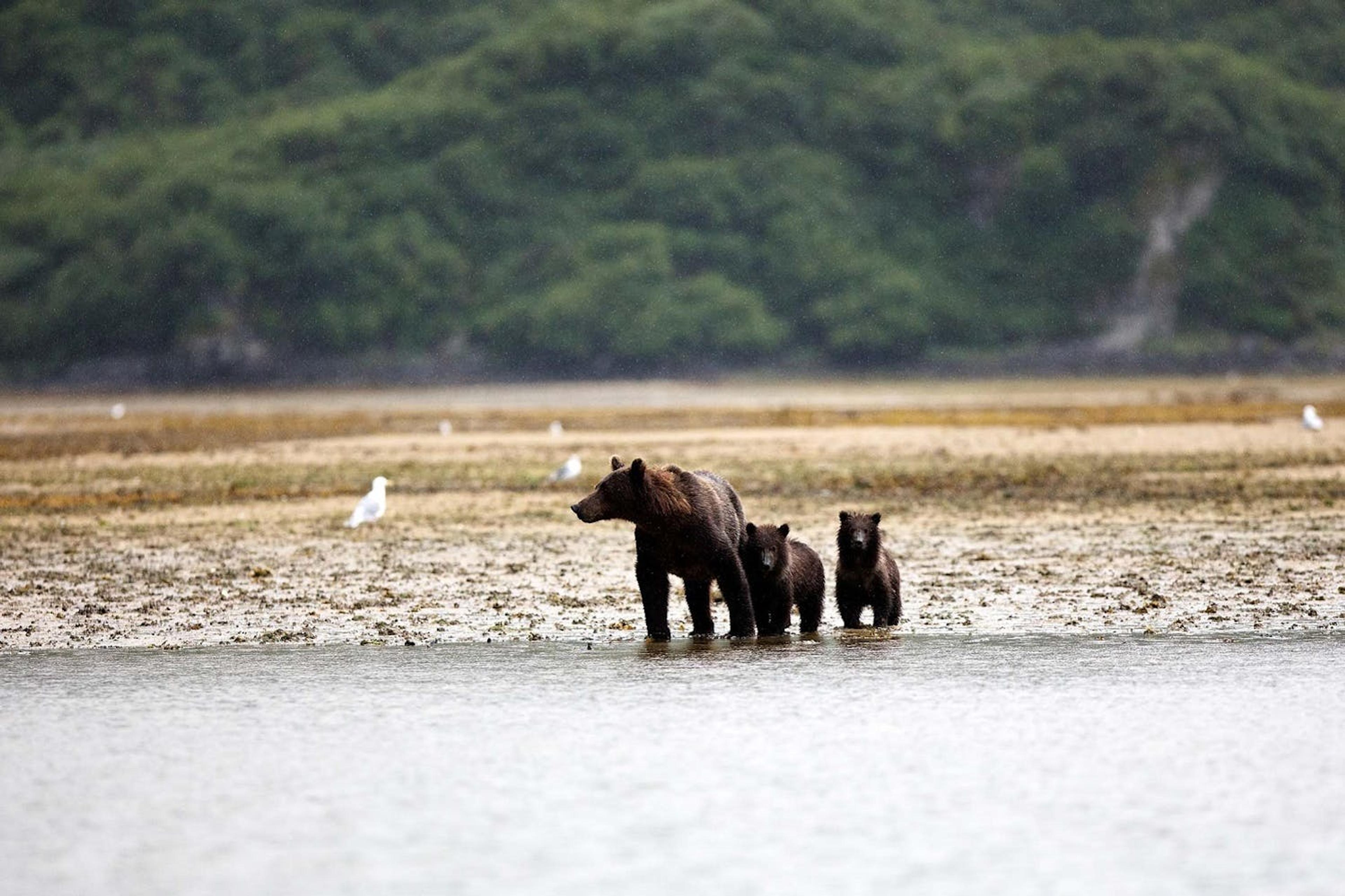 A brown bear searches for salmon with two cubs in Geographic Harbor, Katmai National Park, Alaska./Lucia Griggi