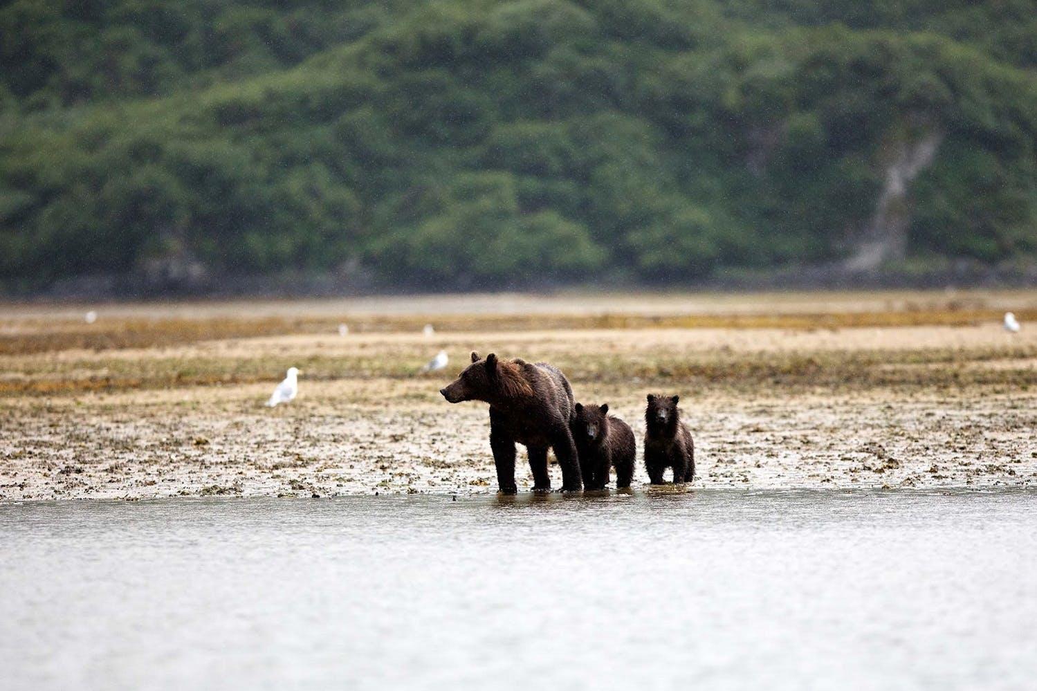 A brown bear searches for salmon with two cubs in Geographic Harbor, Katmai National Park, Alaska./Lucia Griggi