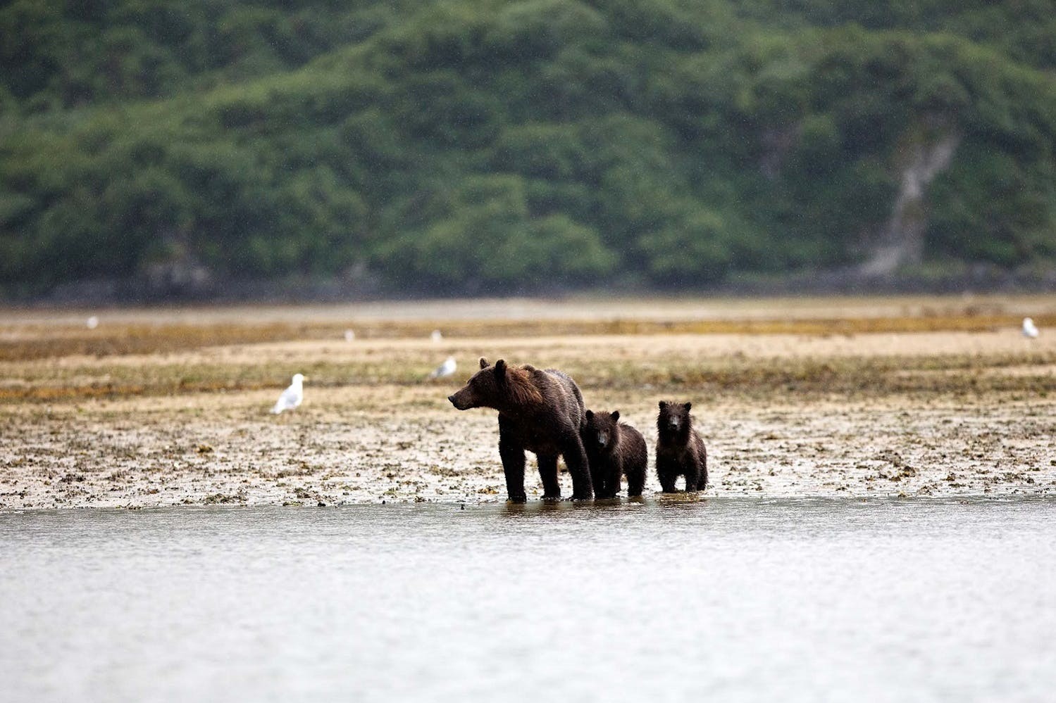 A brown bear searches for salmon with two cubs in Geographic Harbor, Katmai National Park, Alaska./Lucia Griggi