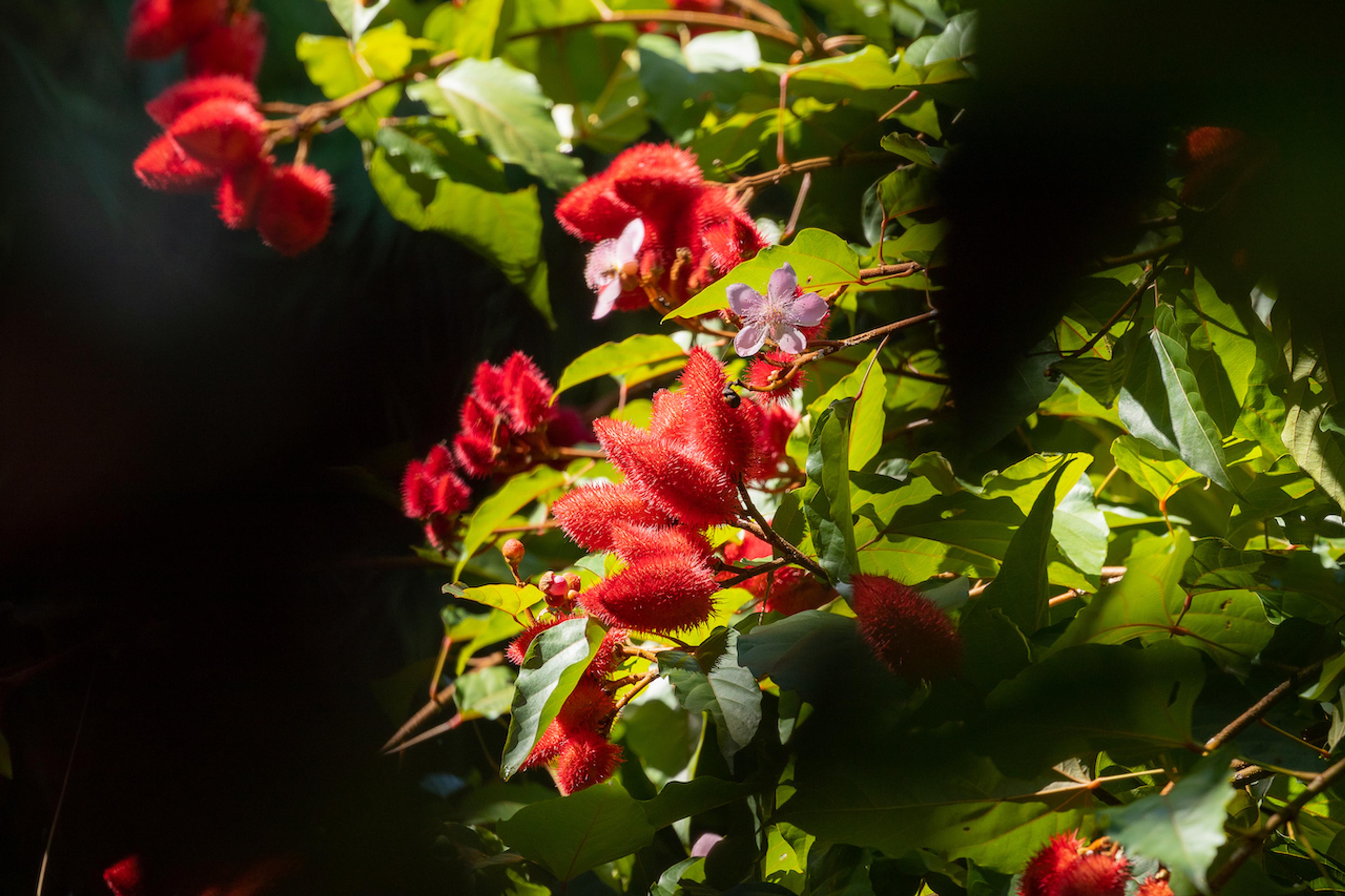 Costa Rica's Garden of Orchids showcases many rare flowers./Benn Berkeley