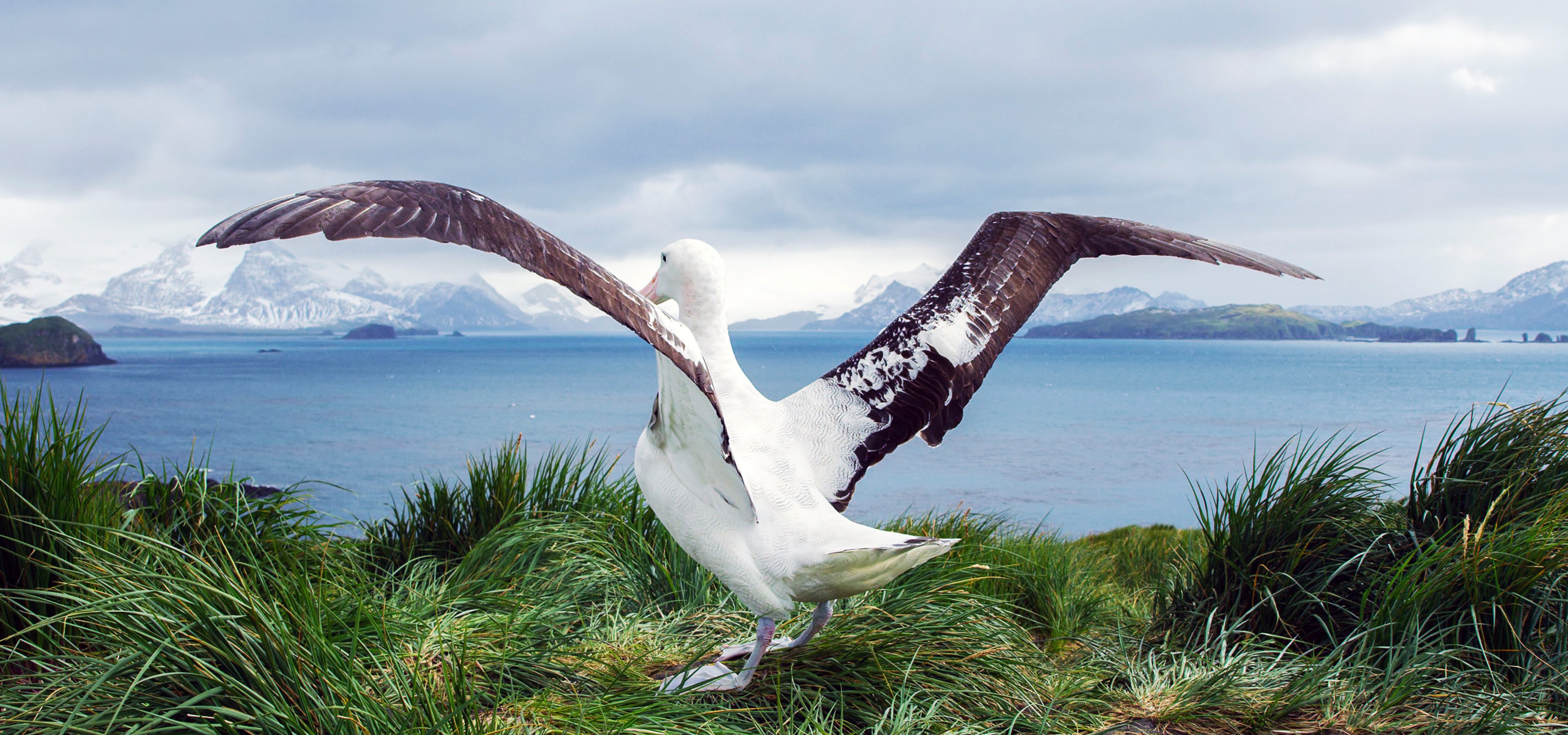 Wandering Albatross, Prion Island, South Georgia/Benn Berkeley