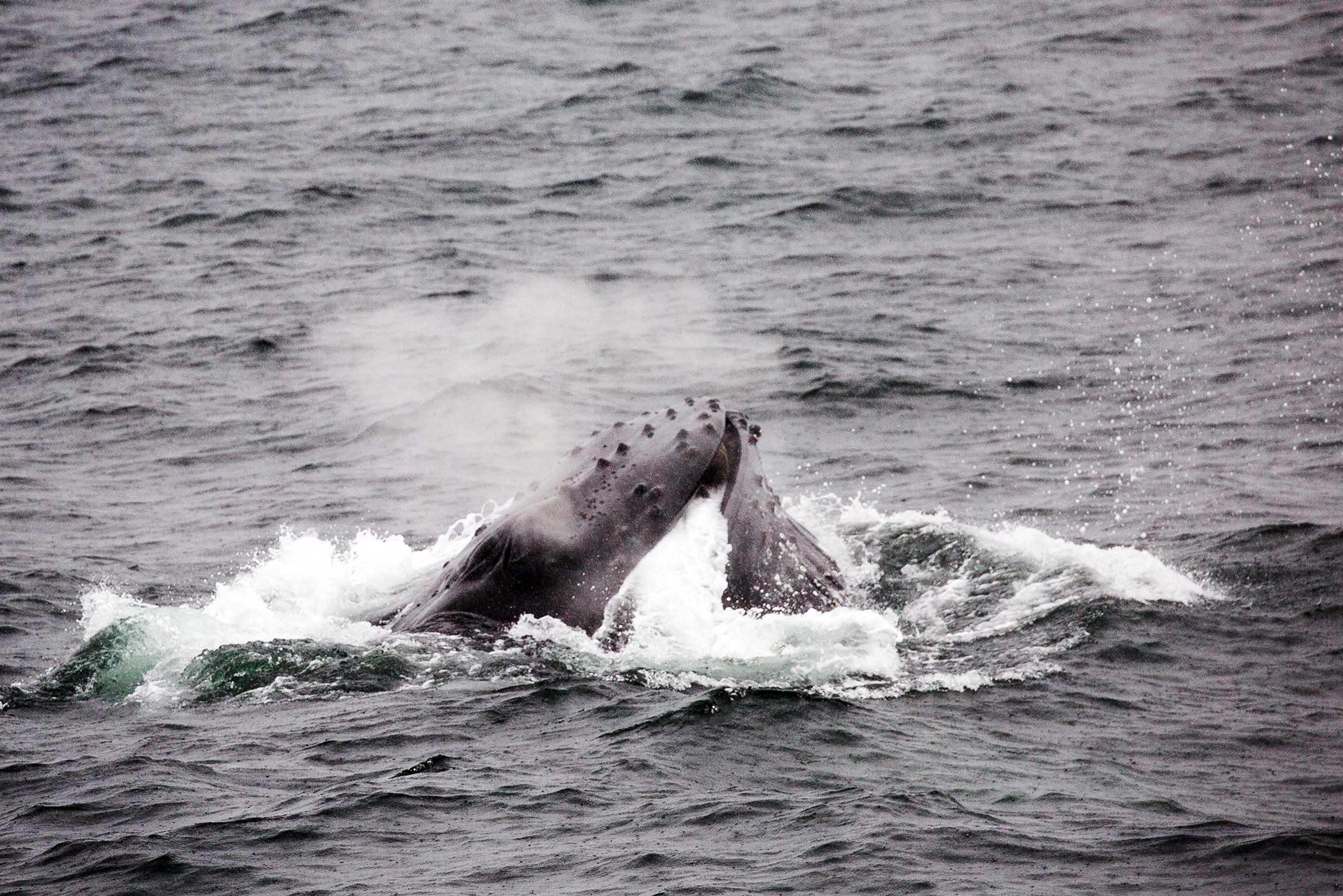 A humpback whale uses the bubble net feeding technique./Denis Elterman