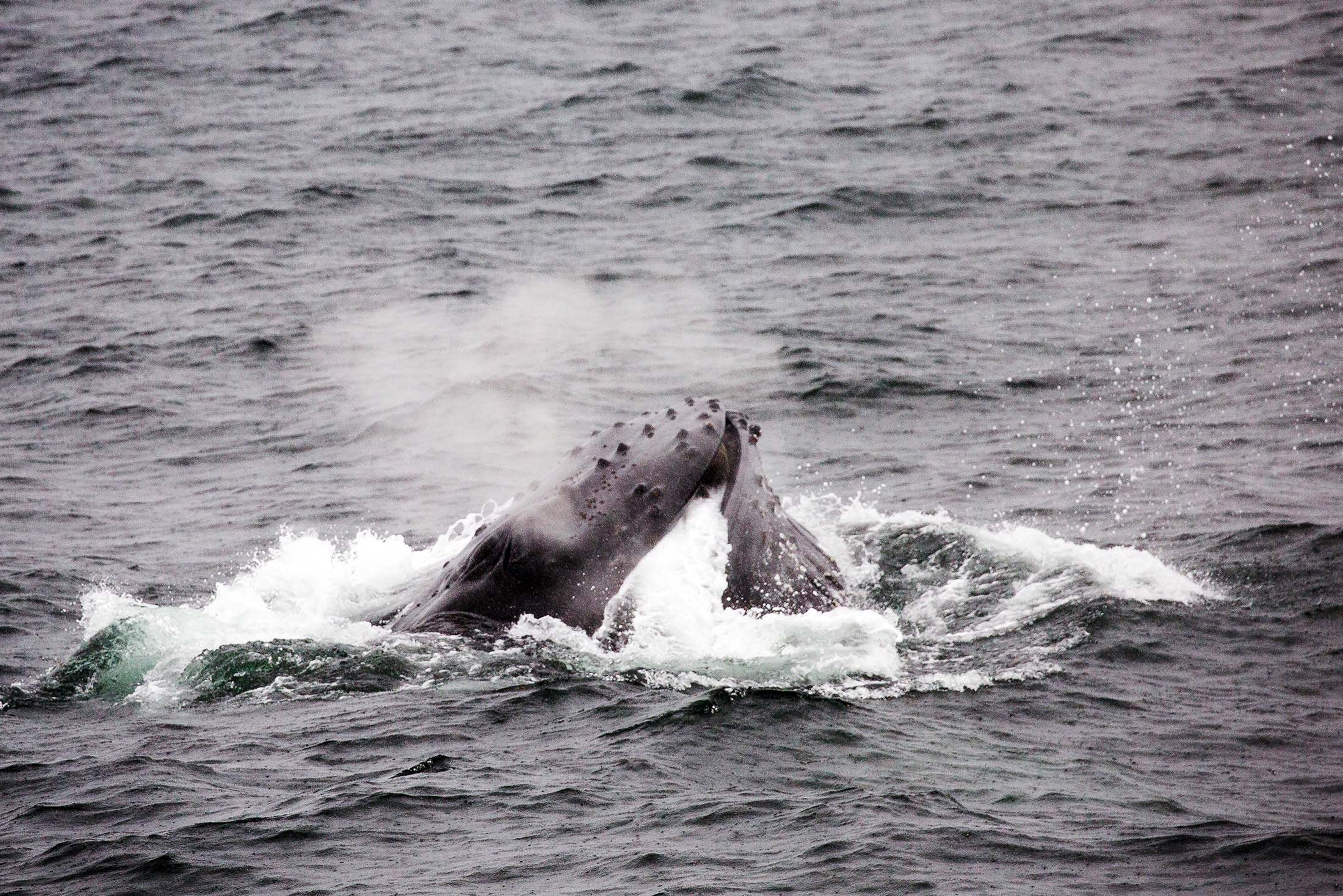 A humpback whale uses the bubble net feeding technique./Denis Elterman