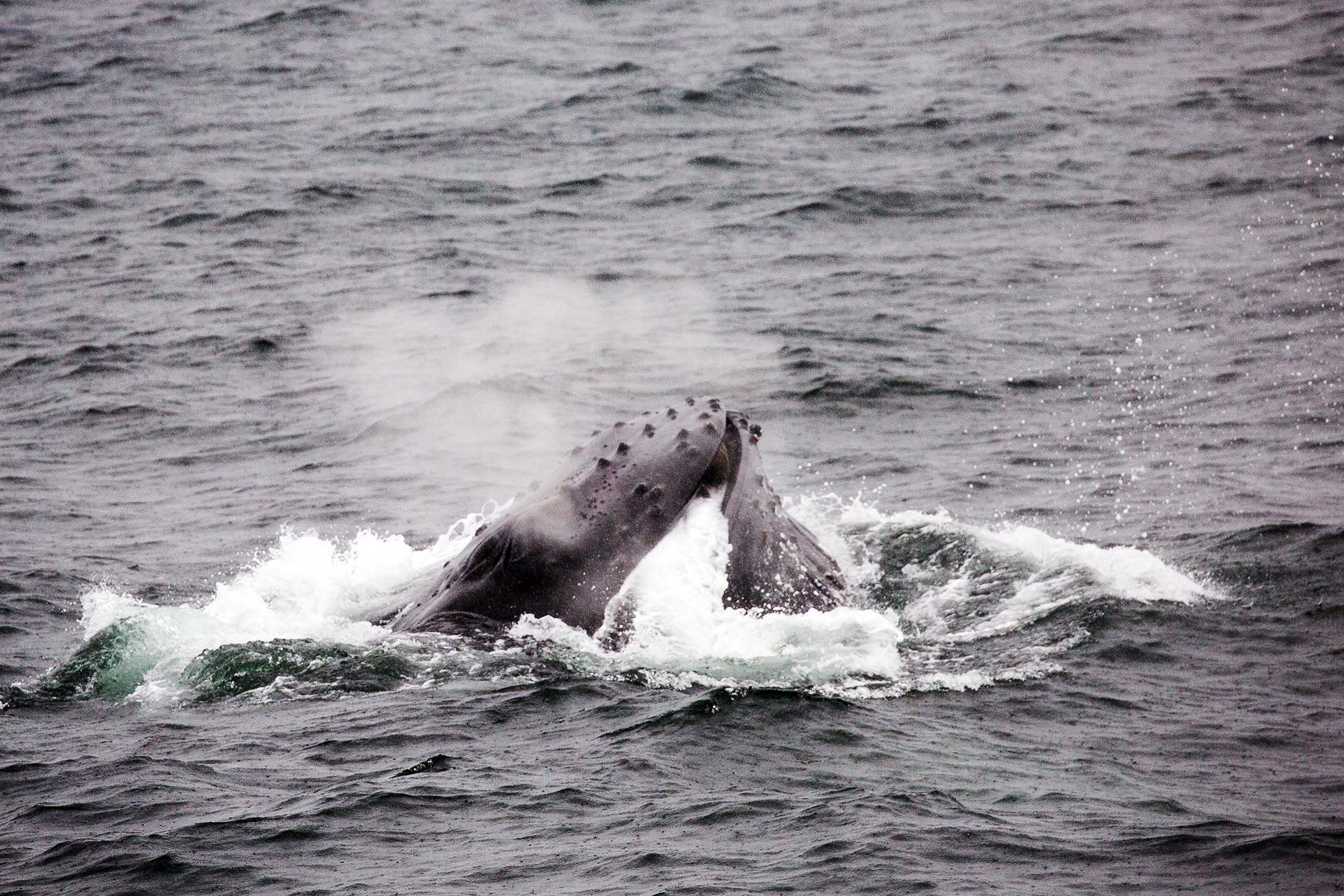 A humpback whale uses the bubble net feeding technique./Denis Elterman