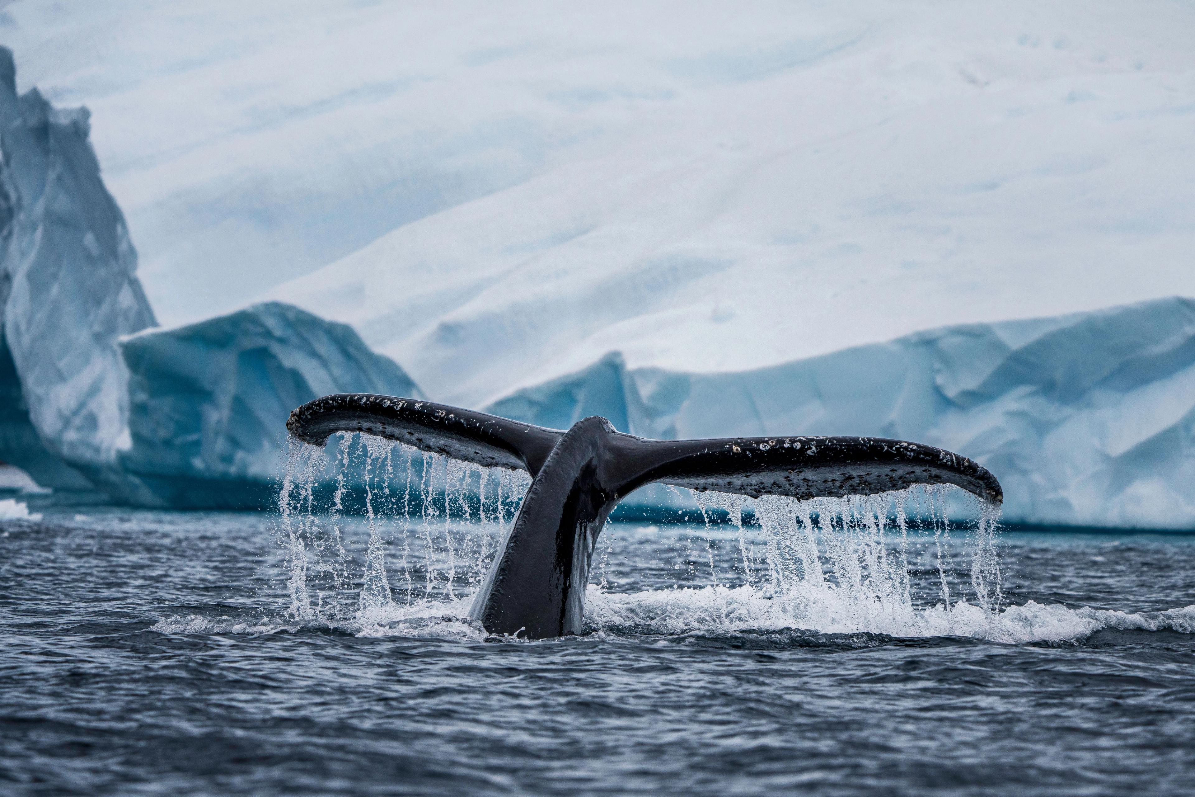 A whale slapping its tail in Antarctica