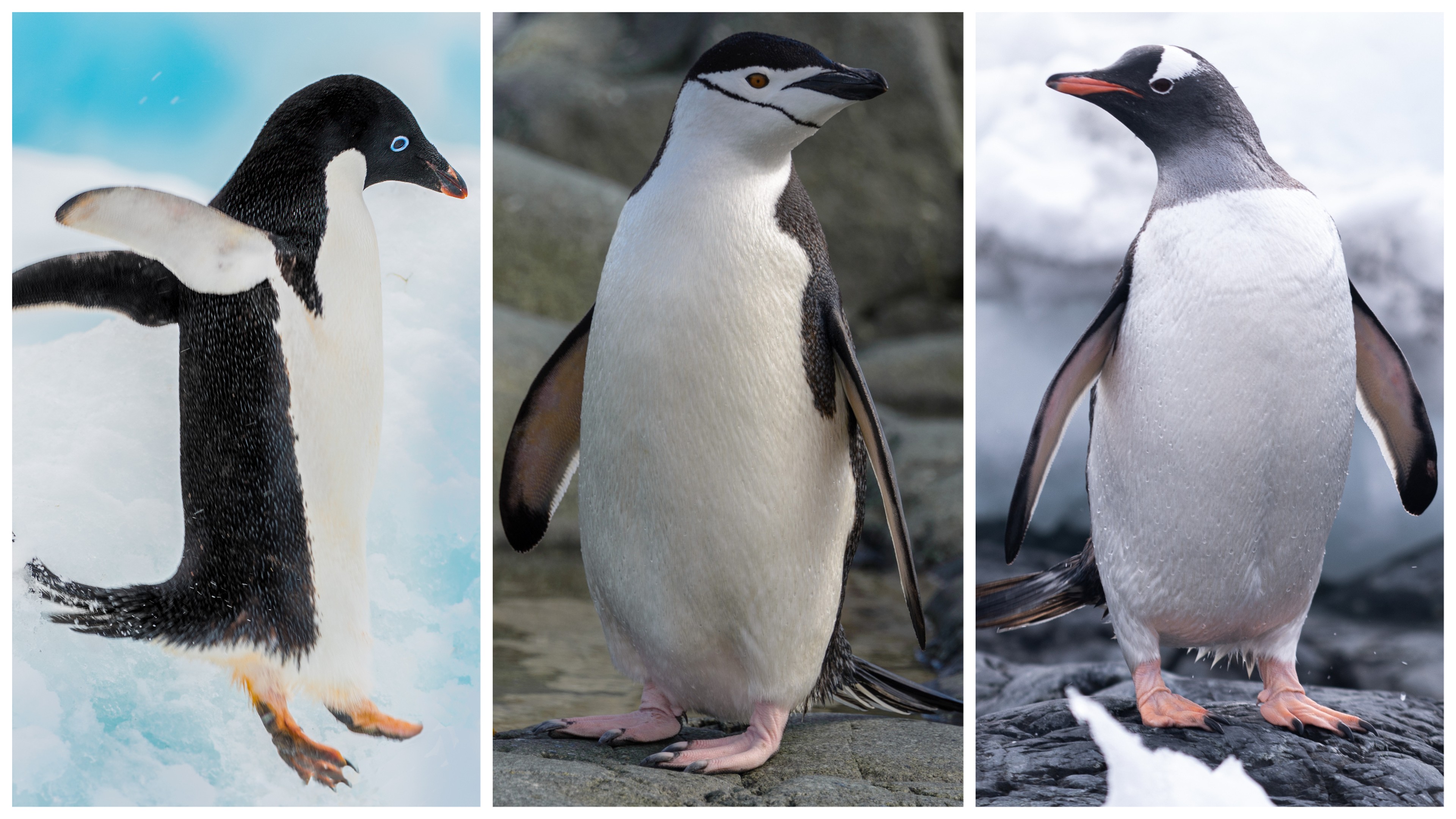 From left: Adéle, Chinstrap and Gentoo penguins./Shutterstock
